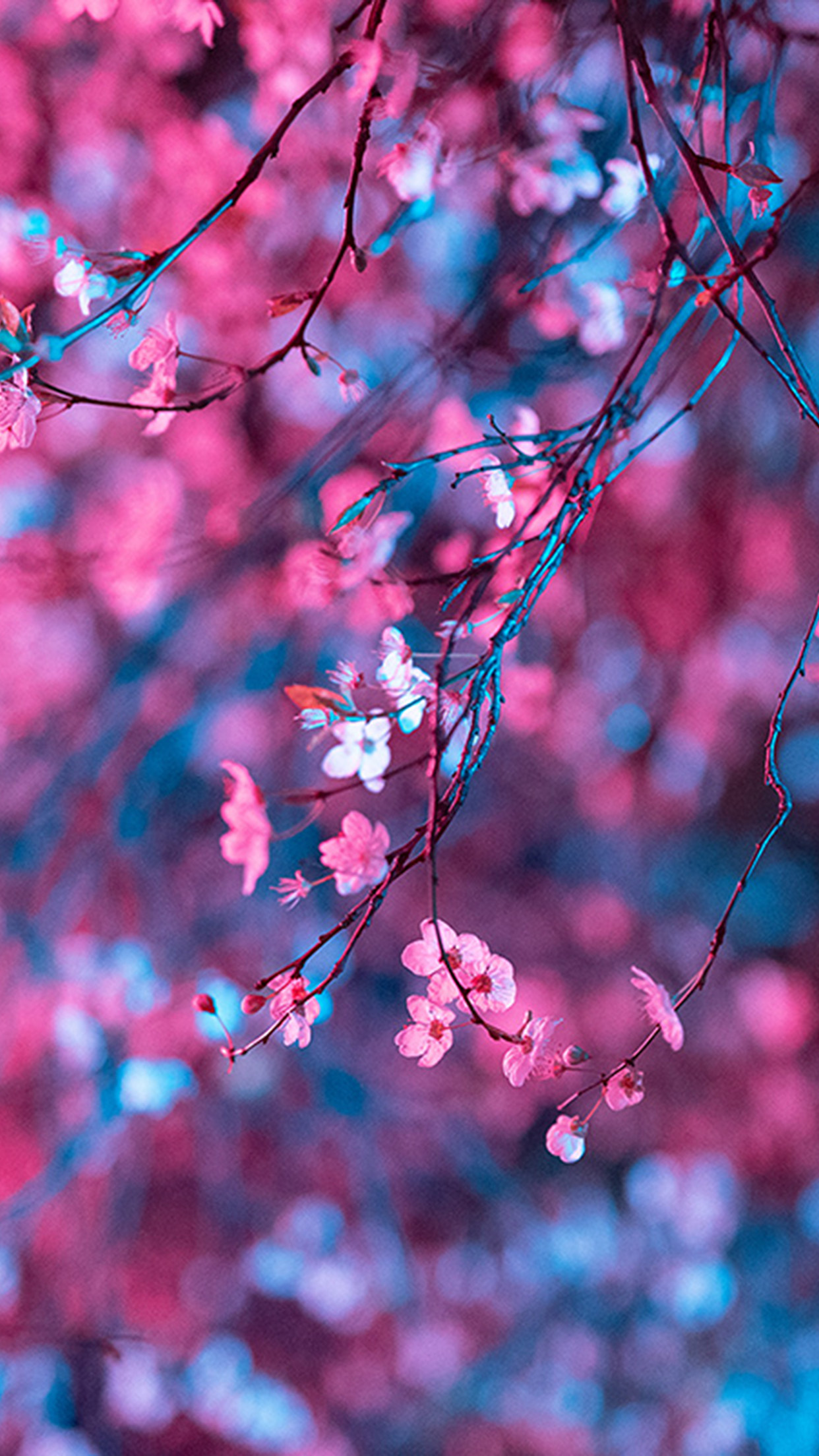 iPhone X wallpaper. art flower red light cherry blossom spring