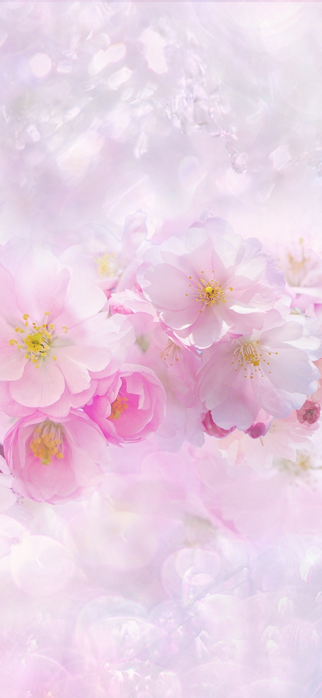 Cherry blossom Wallpaper 4K, Pink flowers, Flowers