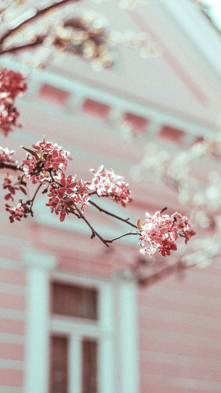 Gorgeous Spring Blossom iPhone Wallpaper. Blumen, iPhone hintergrundbild, Pflanzen