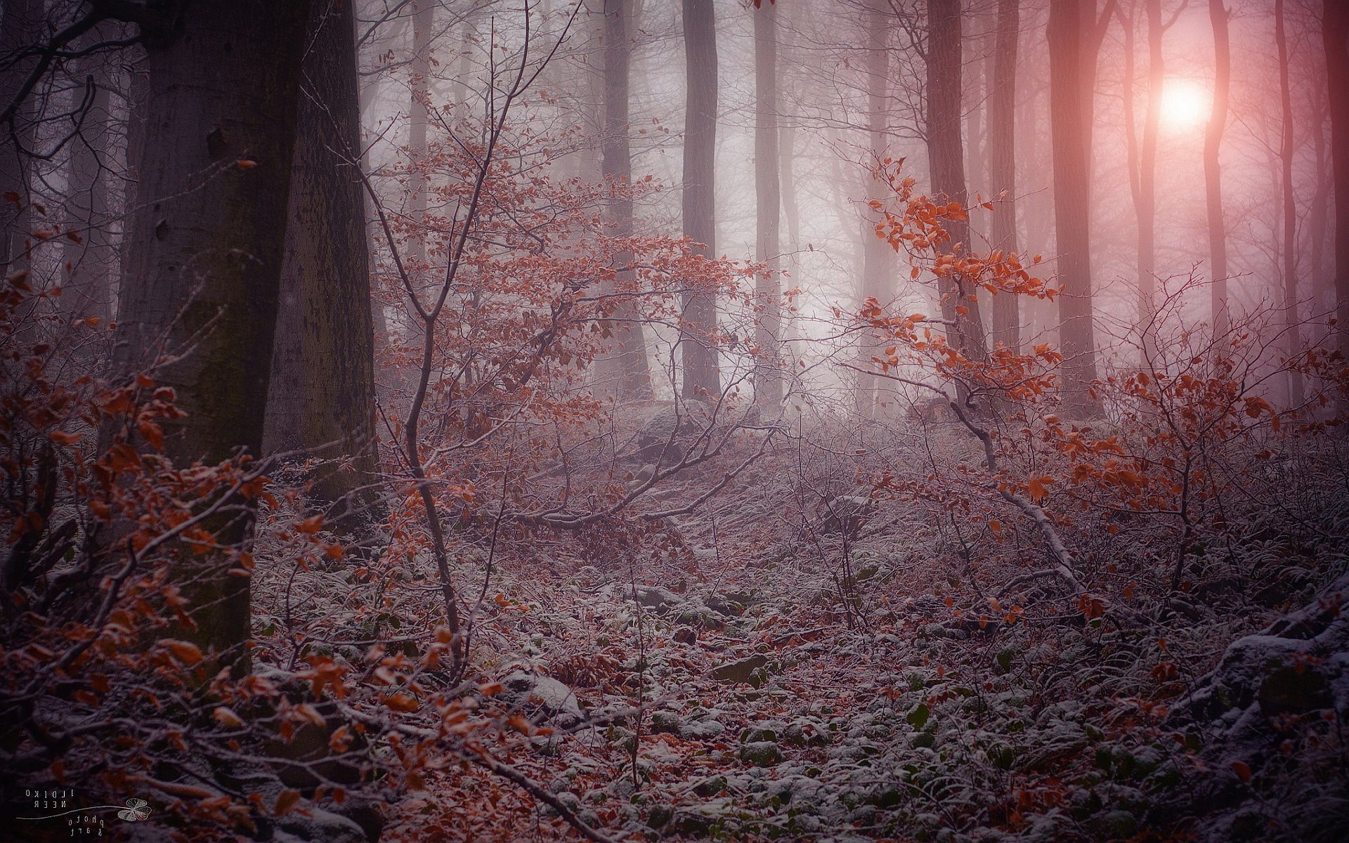 Winter mystic forest Wallpaper. Picture. Forest wallpaper, Mystical forest, Foggy forest