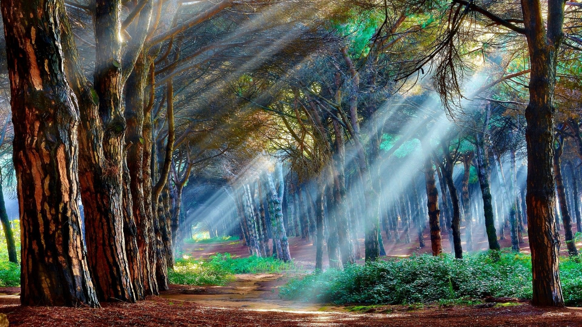Mystical Forest Wallpaper [1920×1200]