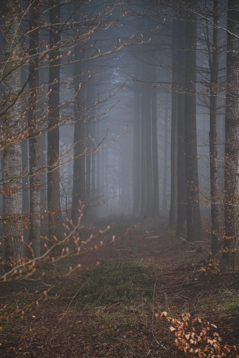 Mystic Forest Picture. Download Free Image