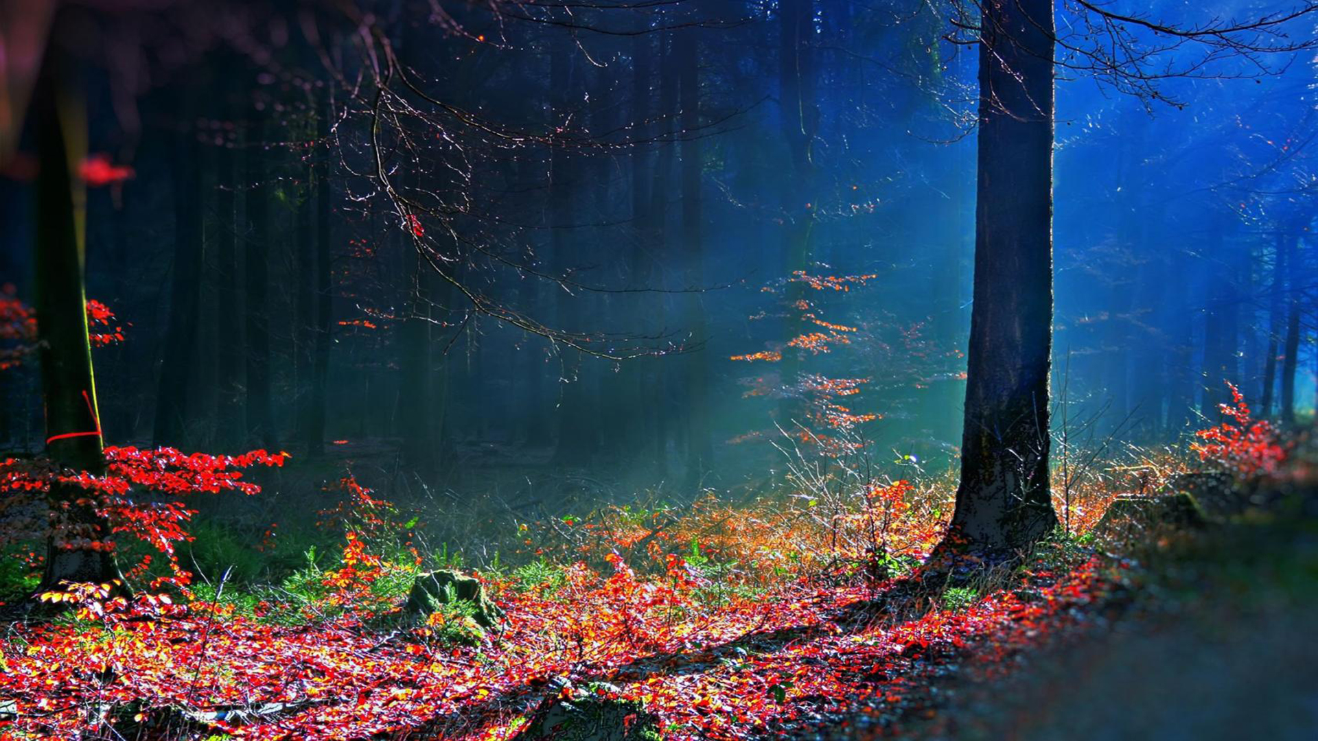 Free download Mystical Forest wallpaper ForWallpapercom [1920x1080] for your Desktop, Mobile & Tablet. Explore Mystical Forest Wallpaper. Free Mystical Wallpaper Downloads, Mystical Widescreen Wallpaper, Mystical Wallpaper Free