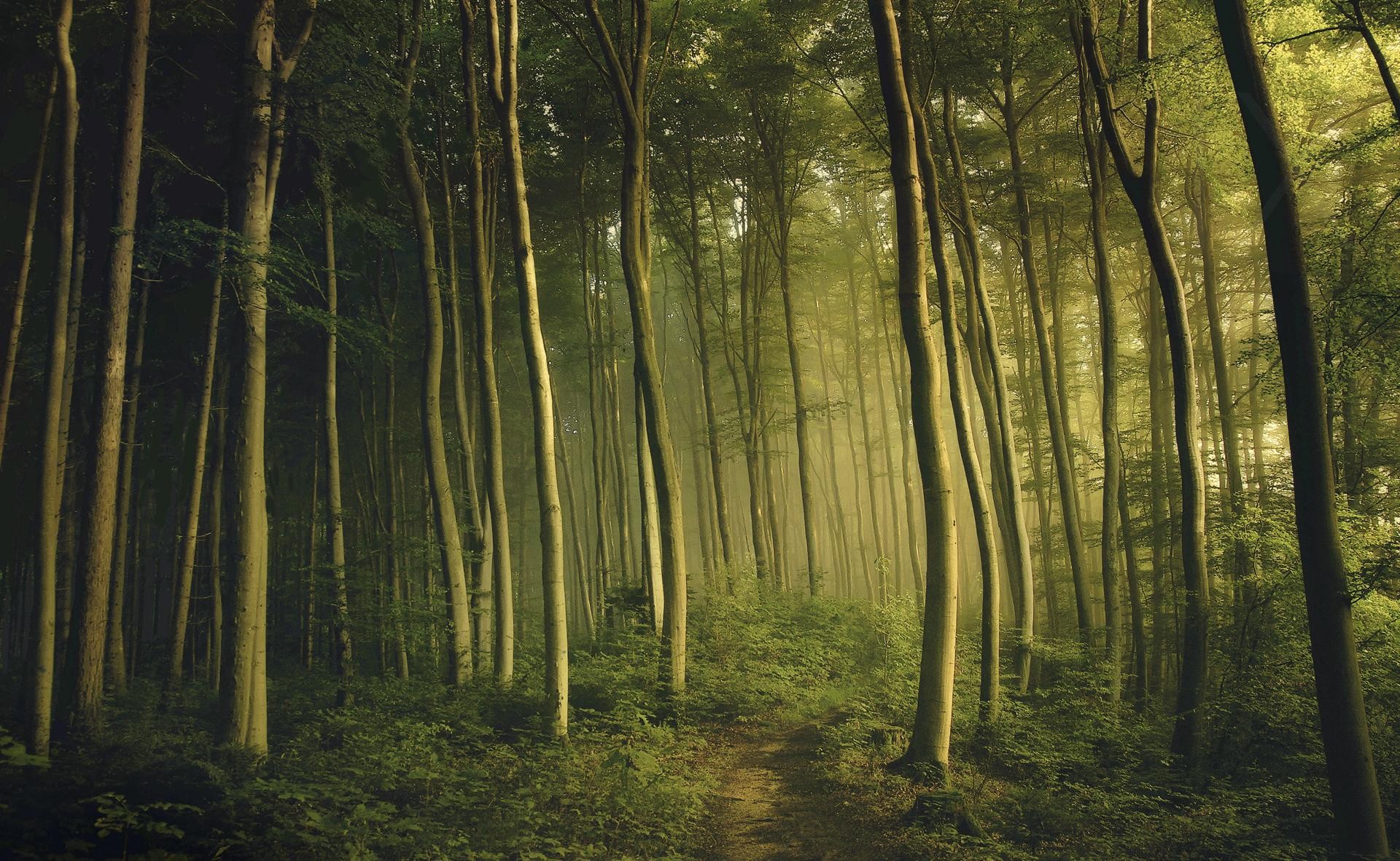 Free download nature trees dawn plants trail mystical forest Wallpaper [1920x1182] for your Desktop, Mobile & Tablet. Explore Mystical Forest Wallpaper. Free Mystical Wallpaper Downloads, Mystical Widescreen Wallpaper, Mystical Wallpaper Free