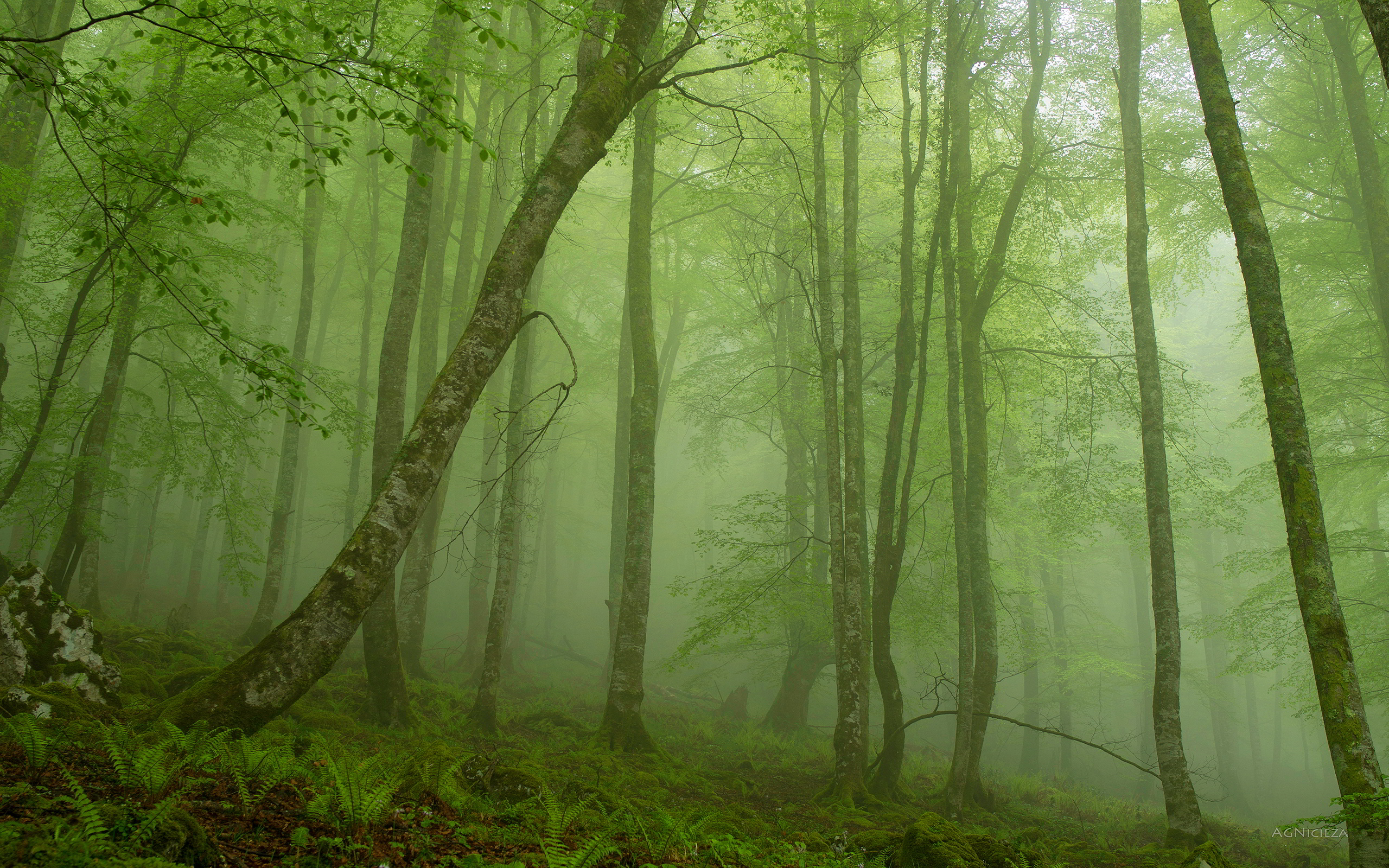 Foggy mystic forest wallpaperx1600