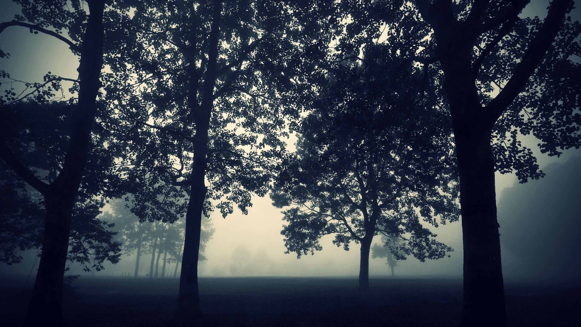 Mystic Forest Mac Wallpaper Download