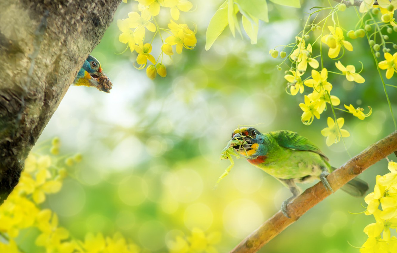 Wallpaper birds, branch, flowers, bokeh, Silver brotastic, Cassia fistula, Asian woodpeckers image for desktop, section животные