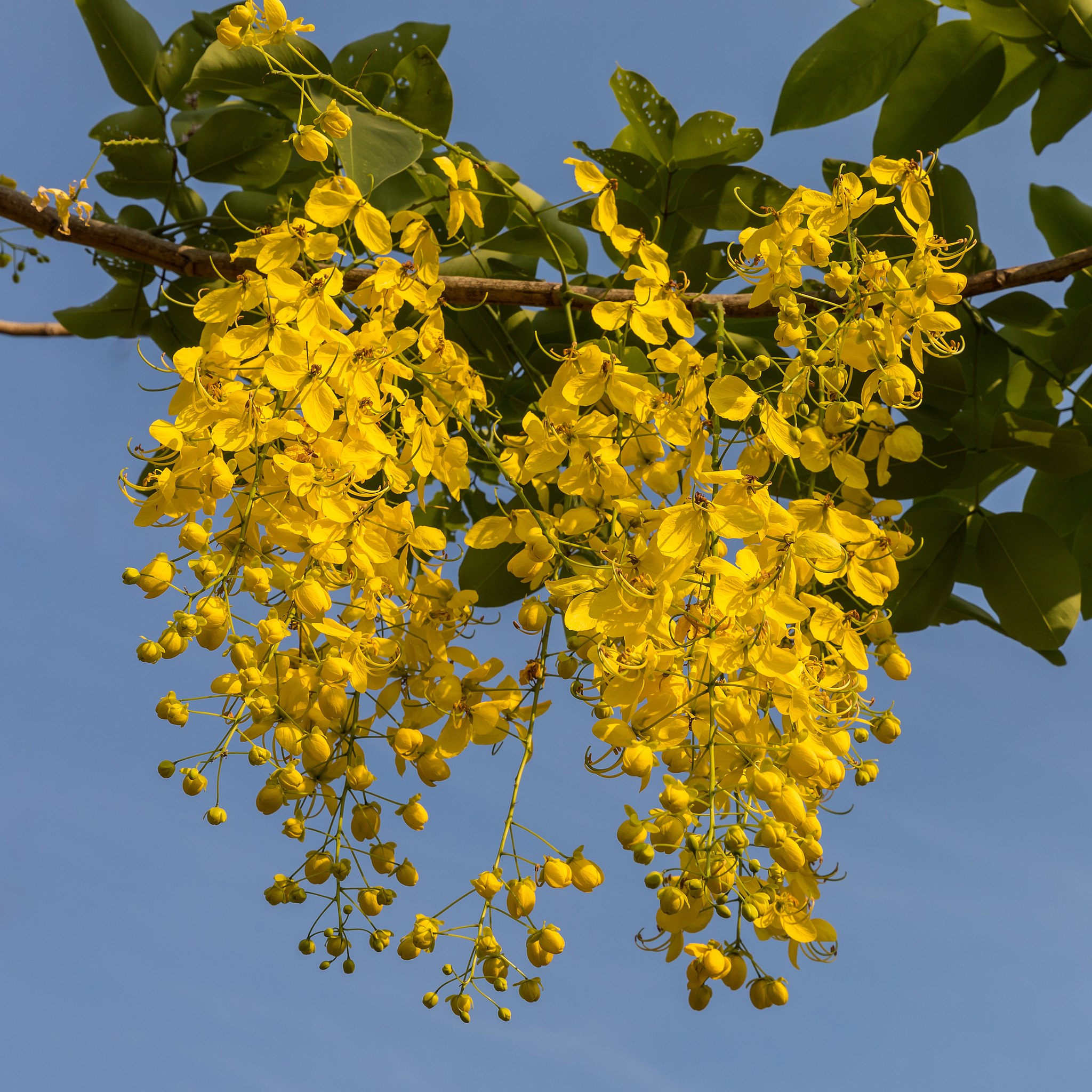 Cassia Fistula Wallpapers Wallpaper Cave