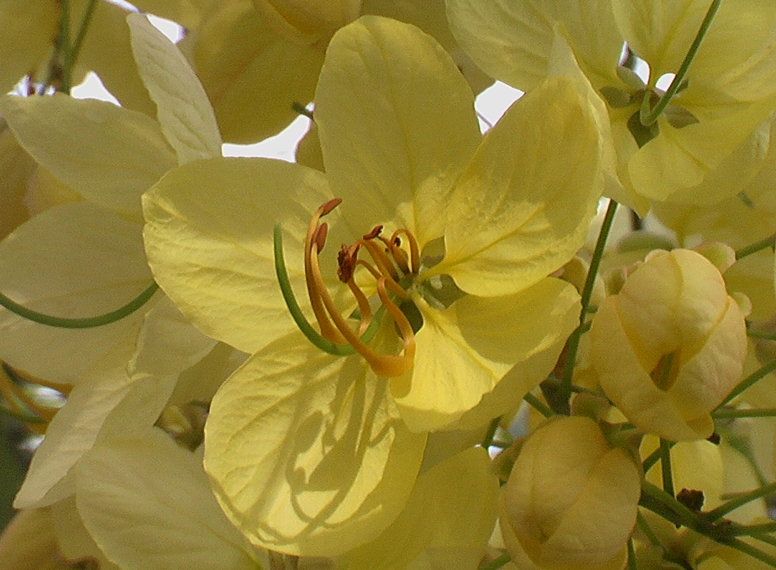 Golden tree (Cassia fistula)