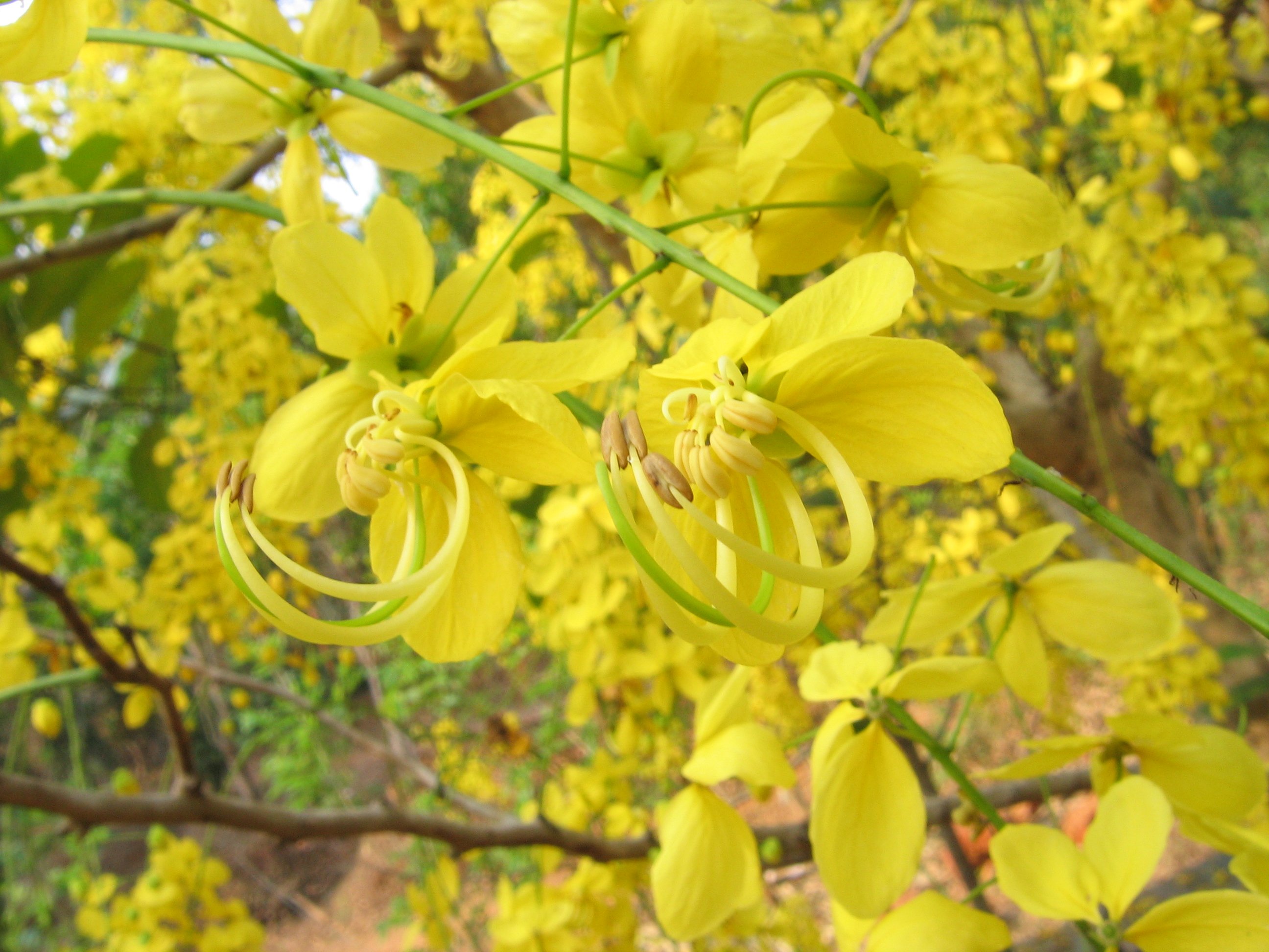 Cassia Fistula Wallpapers Wallpaper Cave