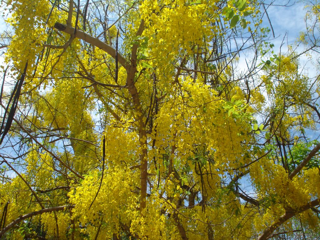 Cassia fistula. Cassia fistula or Golden Shower Tree, a flo