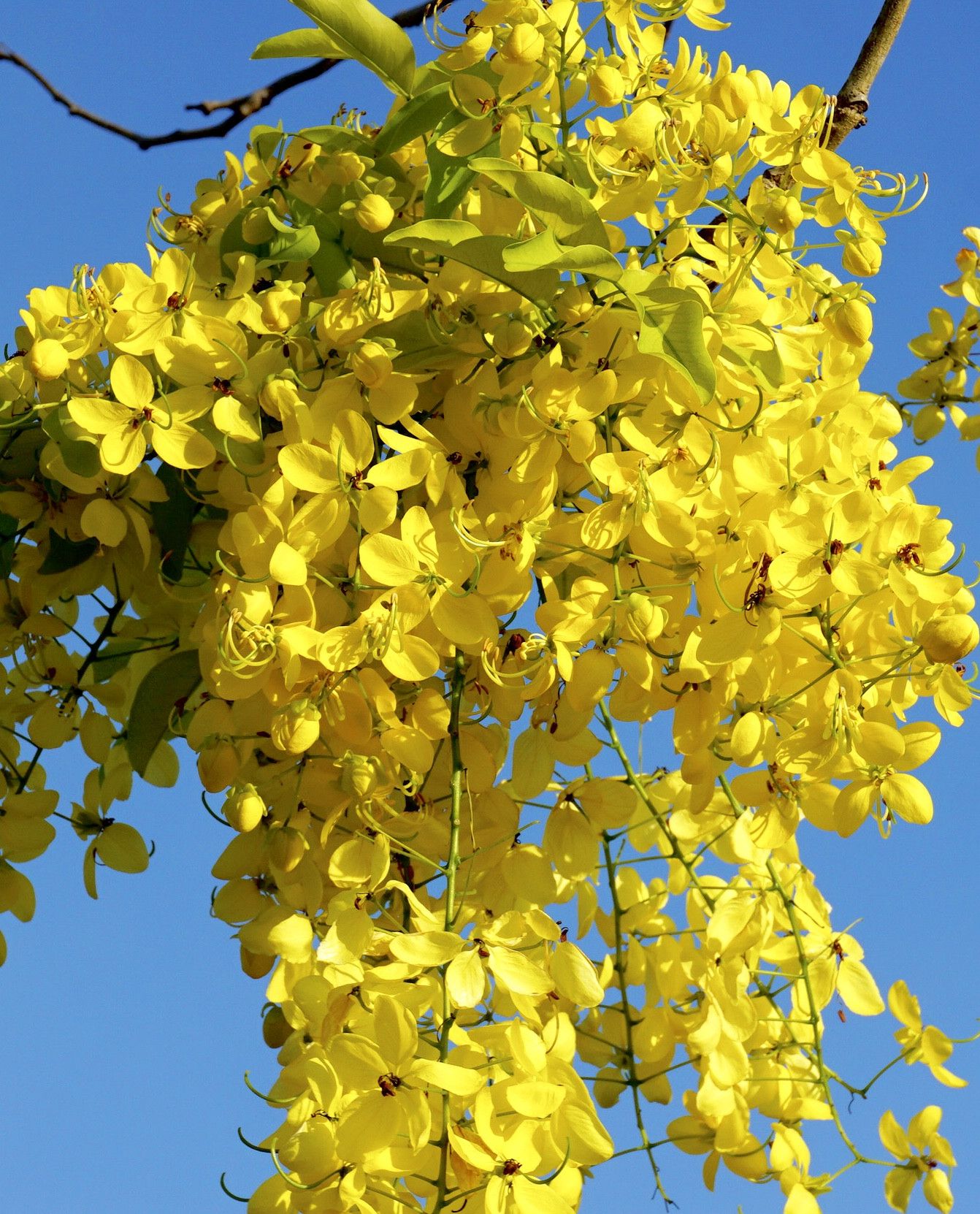 Cassia Fistula Wallpapers Wallpaper Cave