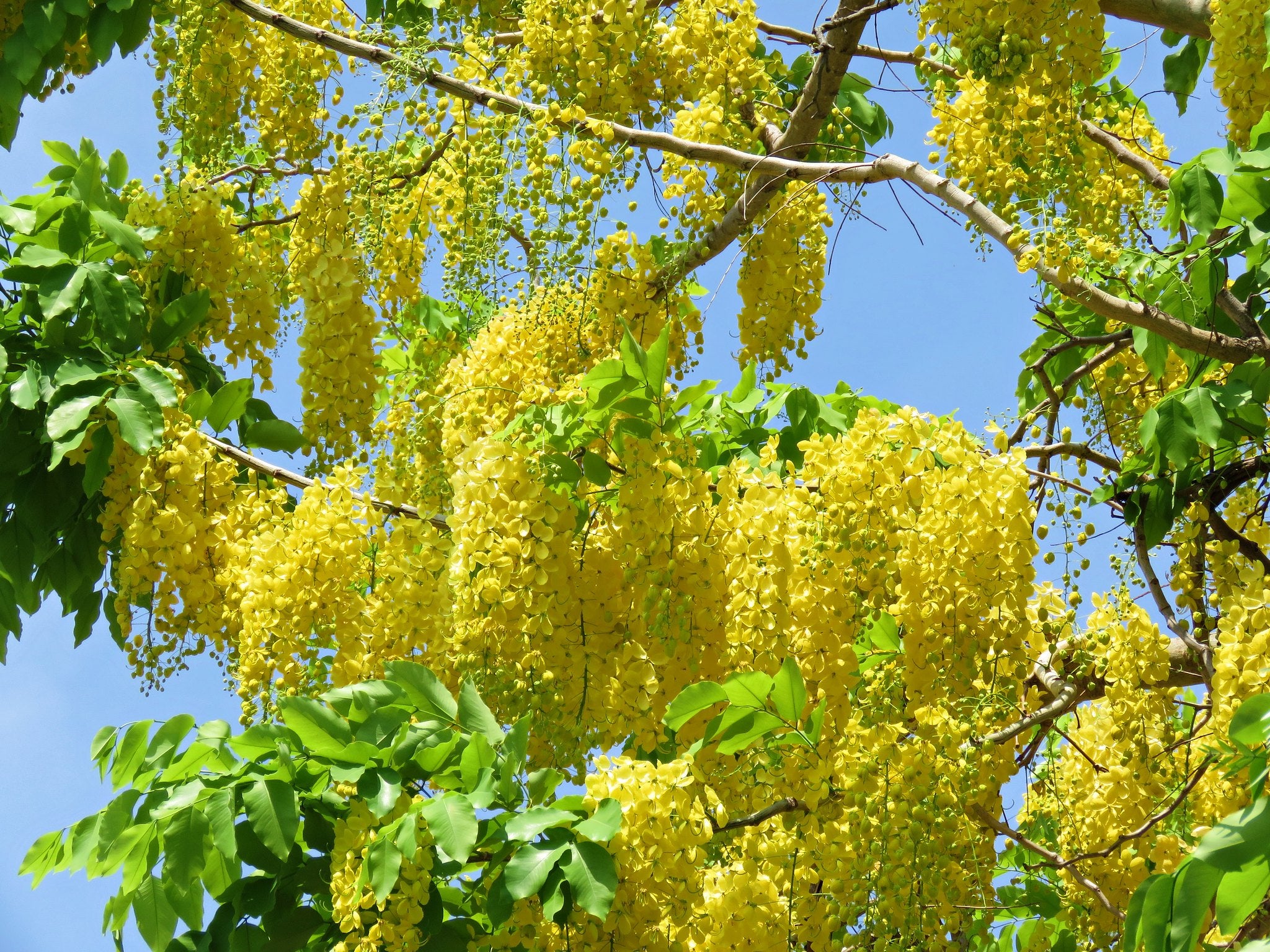 Cassia Fistula Wallpapers Wallpaper Cave