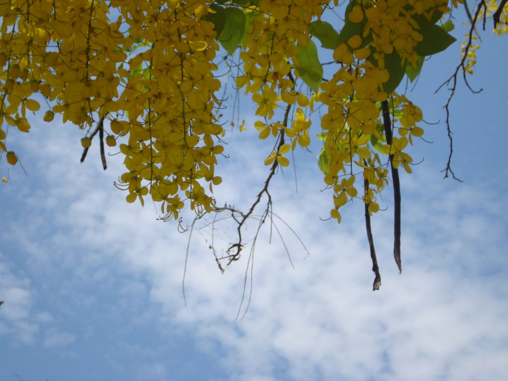 Cassia Fistula Flower with Blue Sky. Cassia fistula or Gold