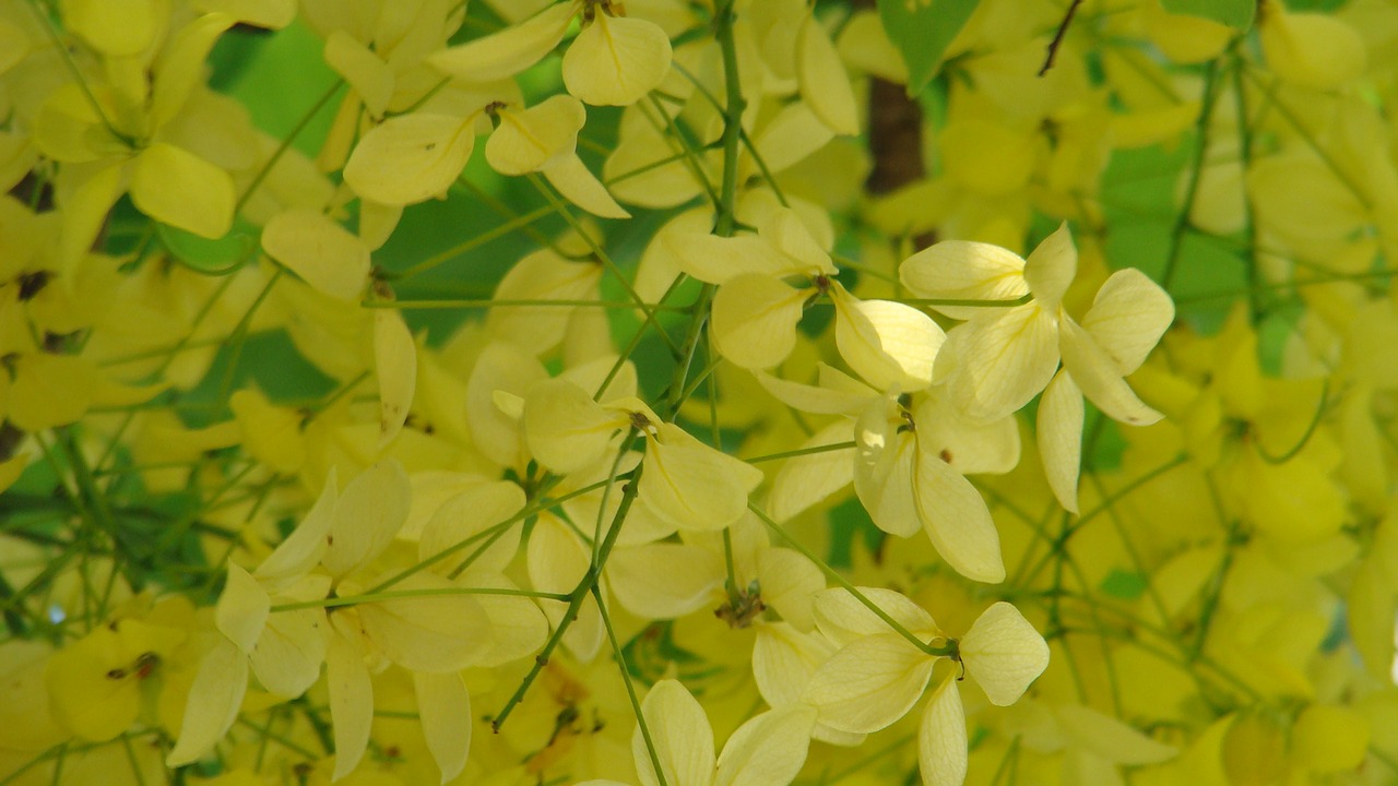 Cassia Fistula Wallpapers Wallpaper Cave