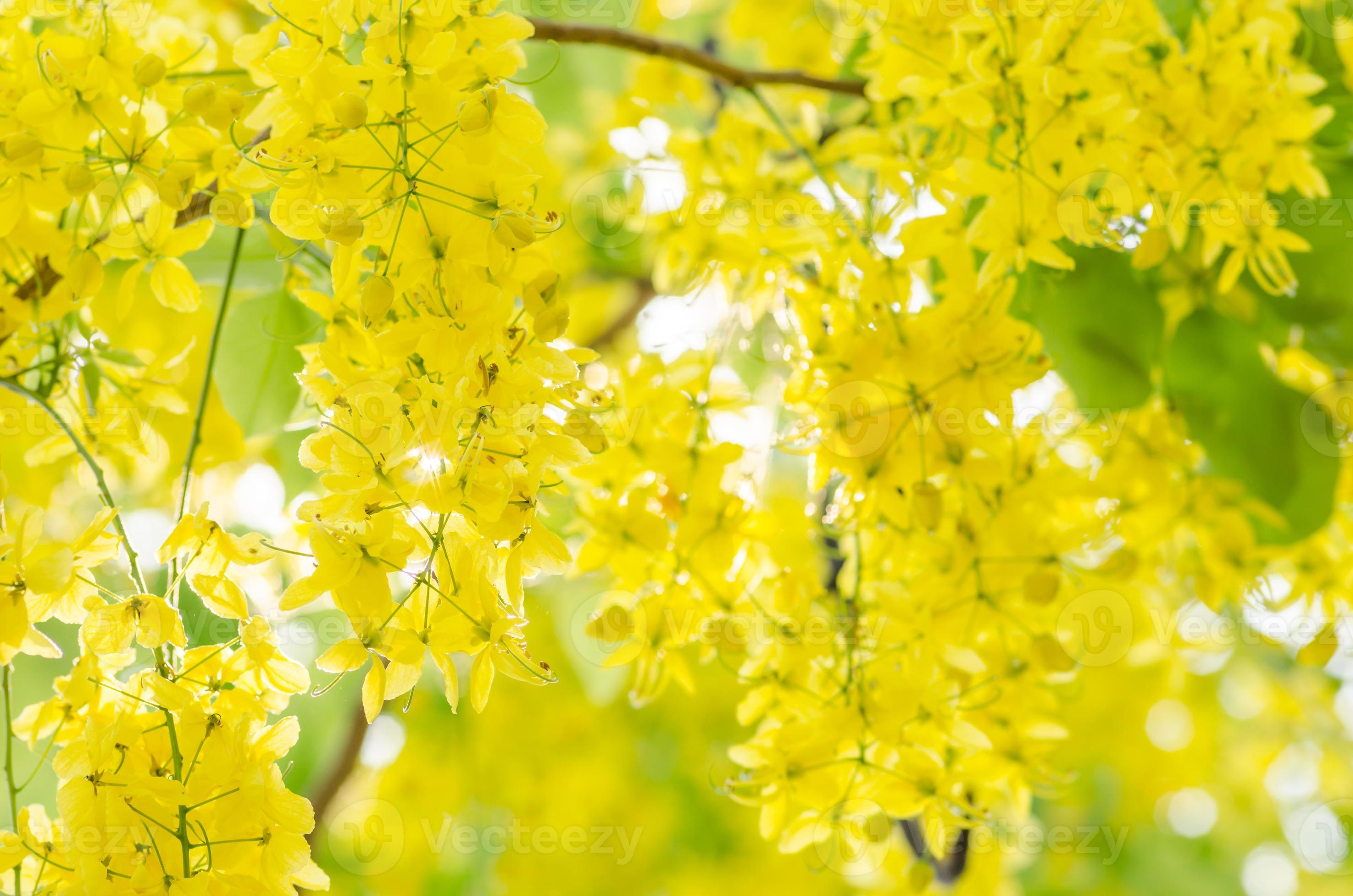 Cassia Fistula Wallpapers Wallpaper Cave