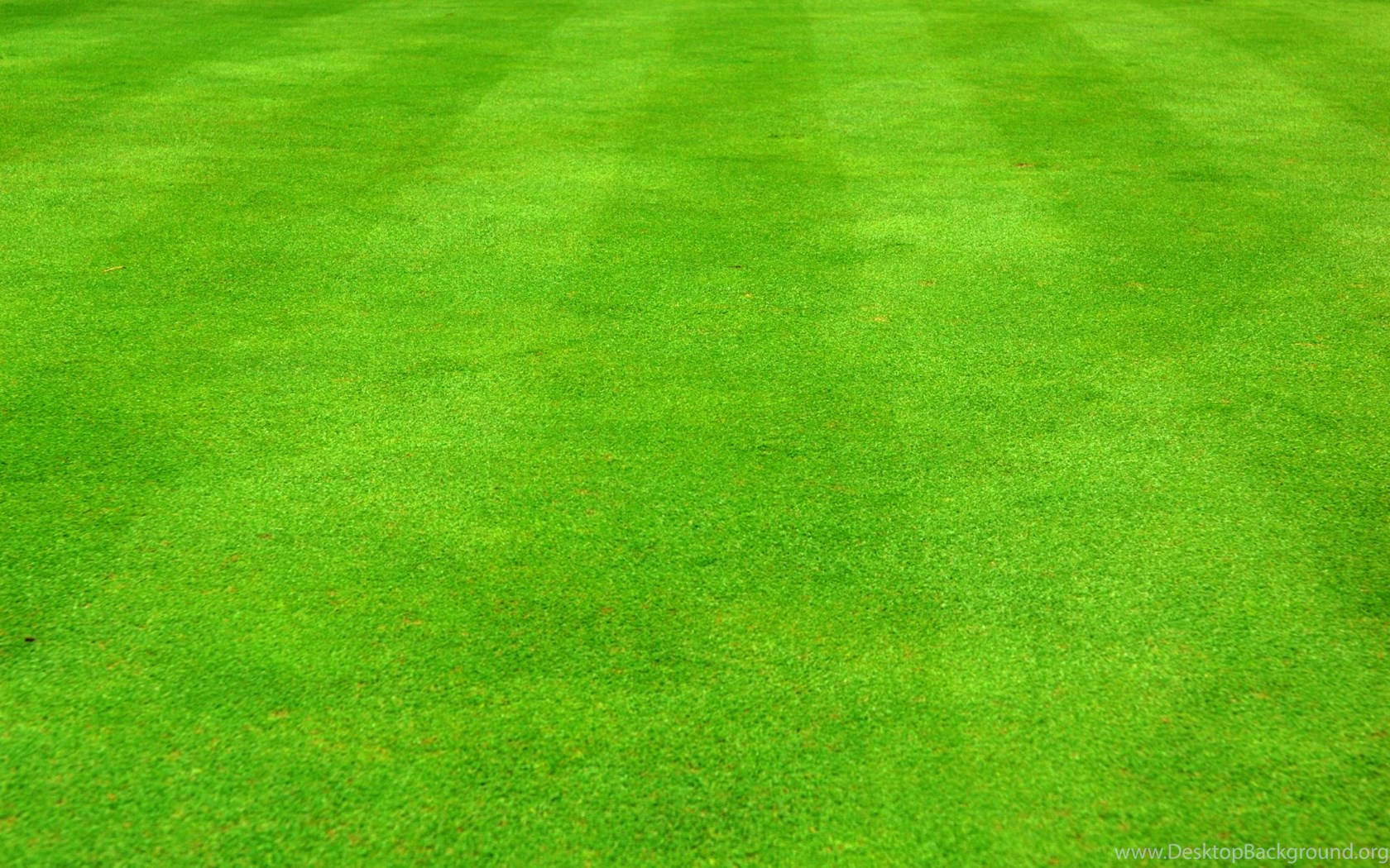 Football field grass texture