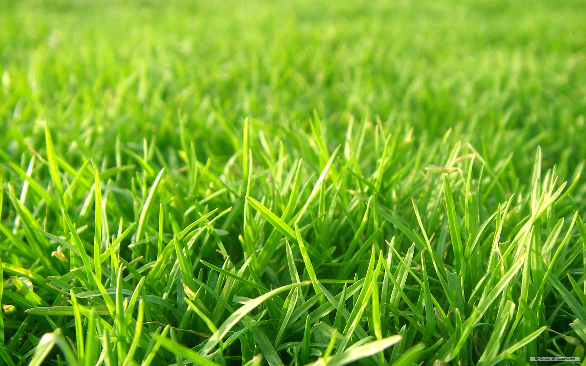 Free download wallpaper Grass Football Pitches wallpaper 1920x1200 wallpaper [1920x1200] for your Desktop, Mobile & Tablet. Explore Free Wallpaper Football. Nfl Football Wallpaper, Free NFL Wallpaper, 3D