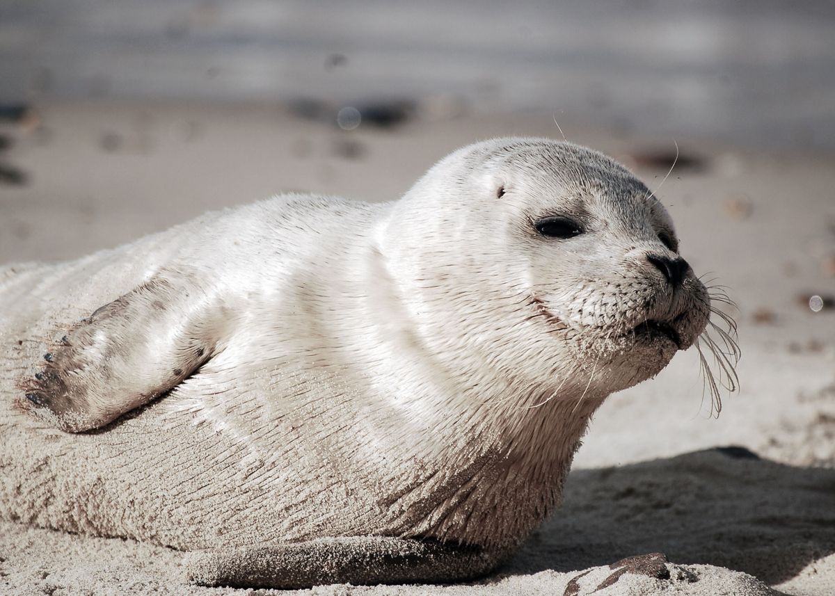 Cute Seal Wallpaper' Poster