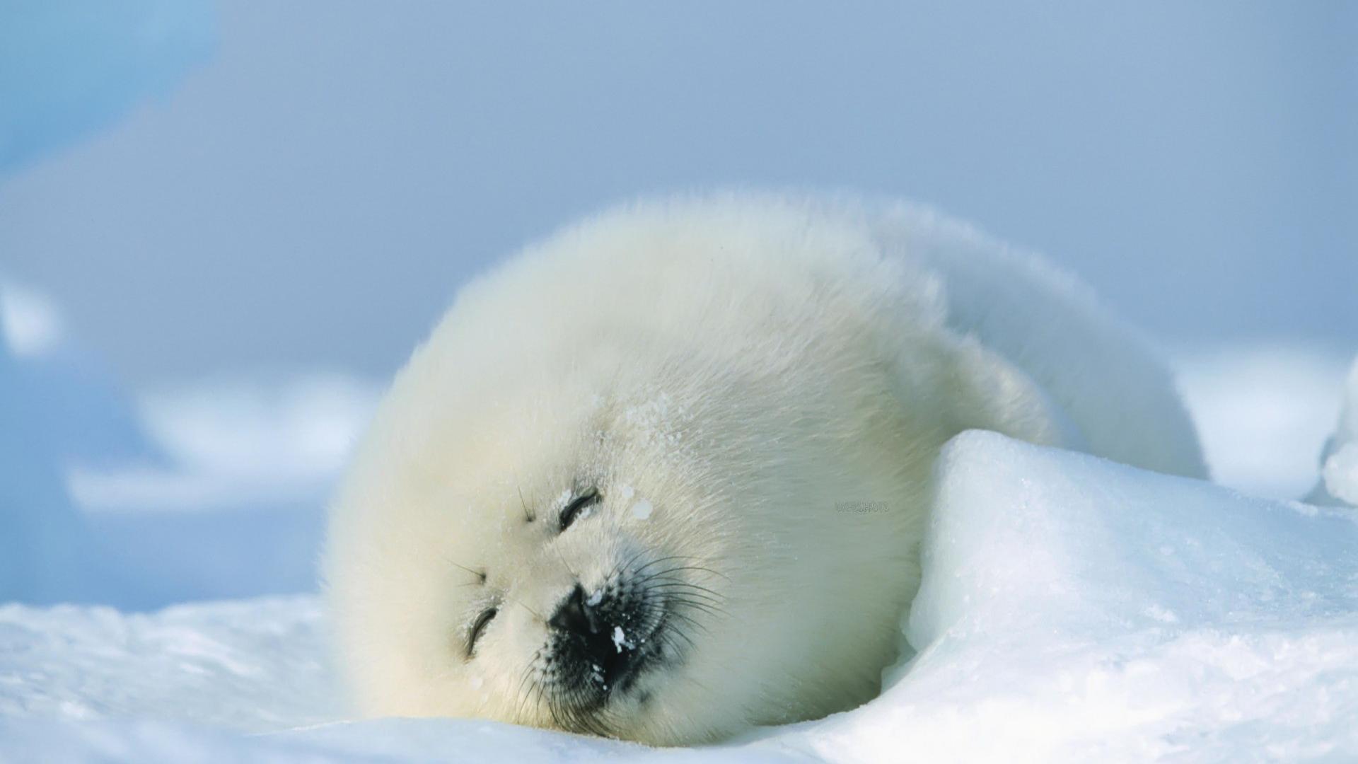 Cute Baby Seal HD wallpaper