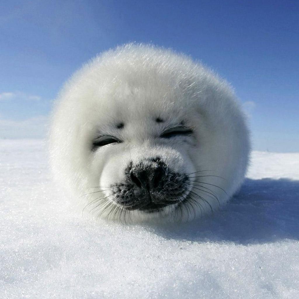 IPad Wallpaper Best IPad Wallpaper On The Internet. IPad Best IPad Wallpaper On The Internet. Baby Harp Seal