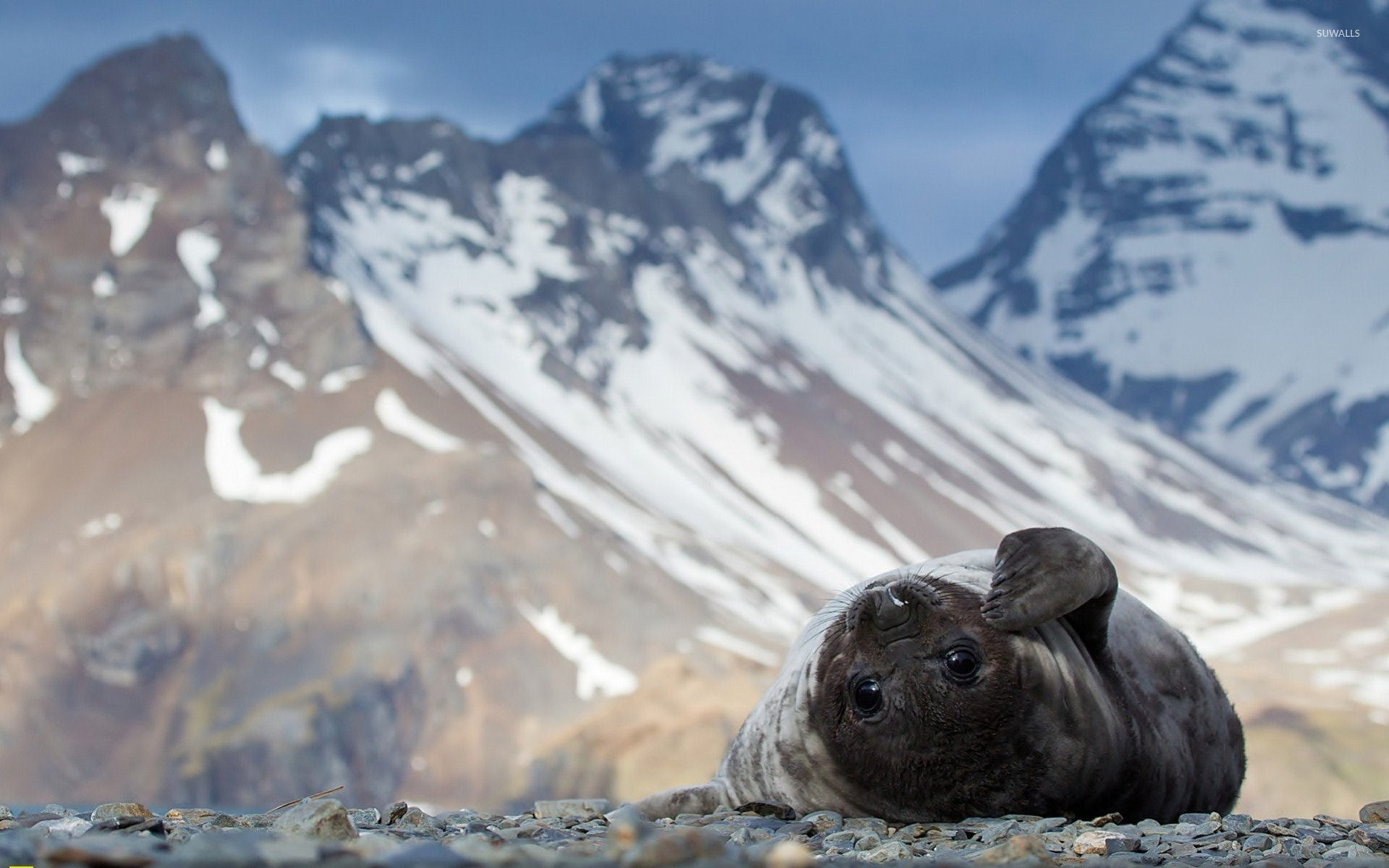 Cute Seals Wallpapers - Wallpaper Cave