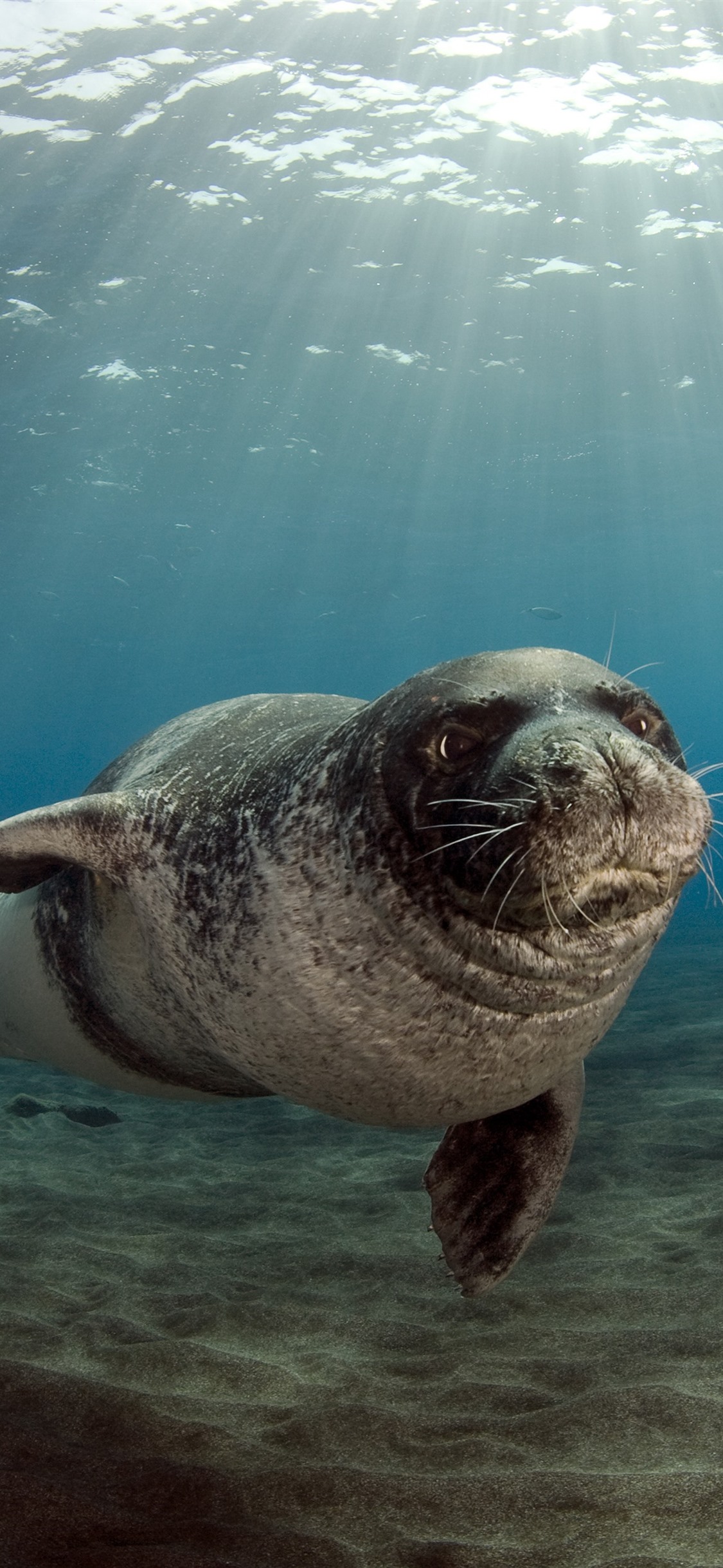 Wallpaper Sea animal, seals, underwater, sunshine 3840x2160 UHD 4K Picture, Image