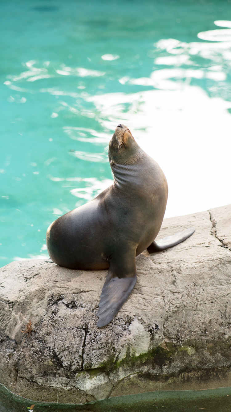 Download Seal, aquatic animal, cute wallpaper, 750x1334, iphone 7, iPhone 8