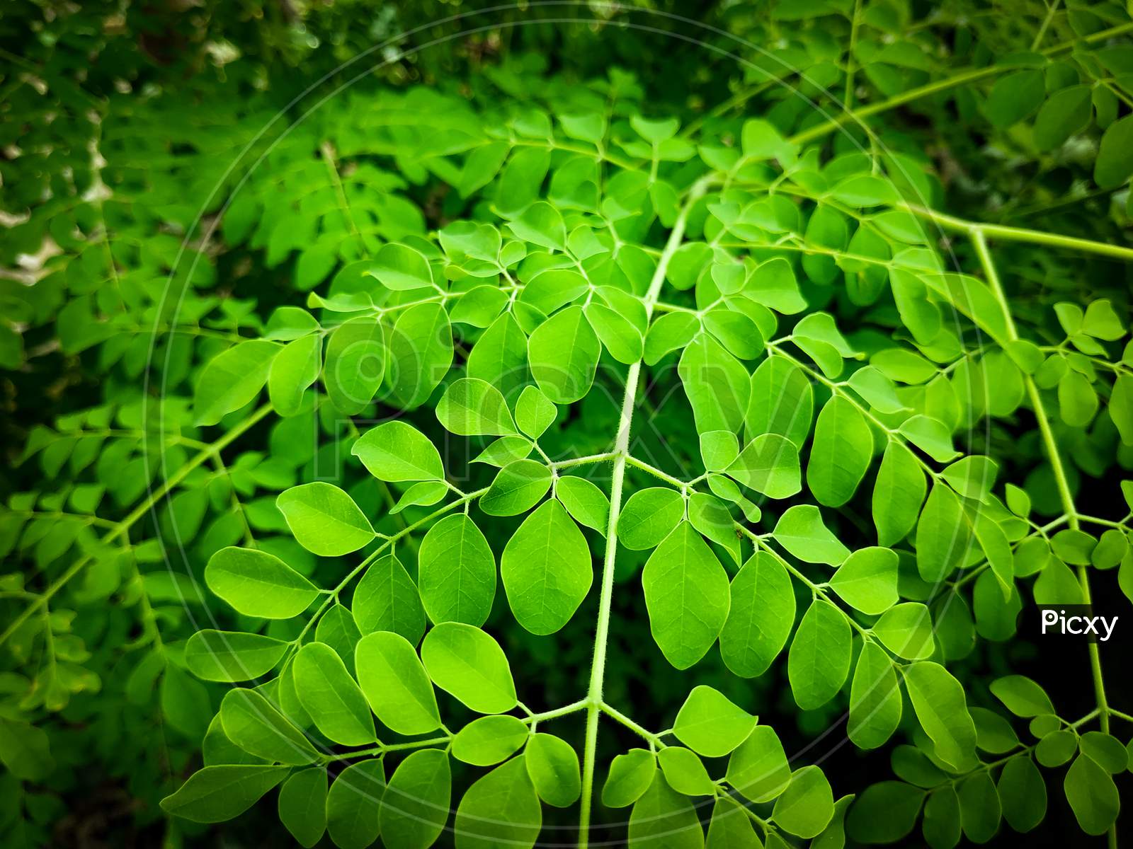 Moringa Wallpapers - Wallpaper Cave