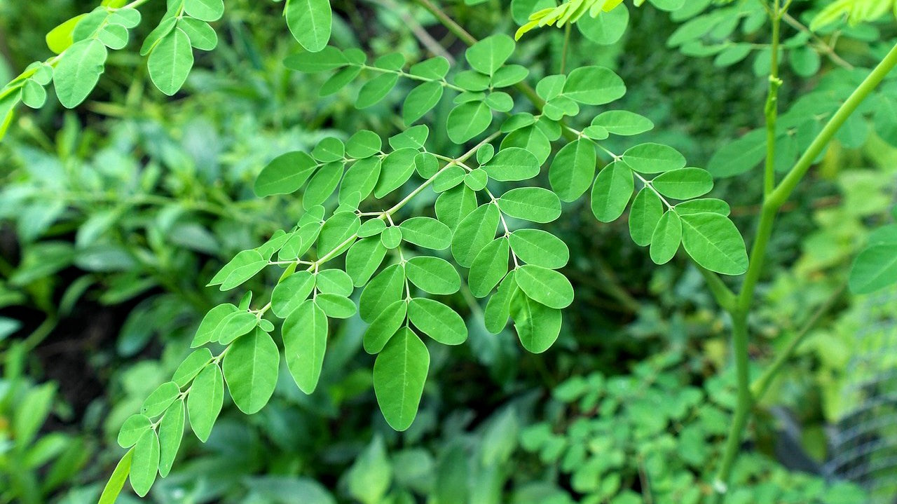 Moringa Wallpapers - Wallpaper Cave