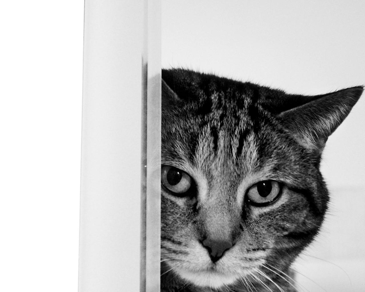 House Cats Wallpapers - Wallpaper Cave