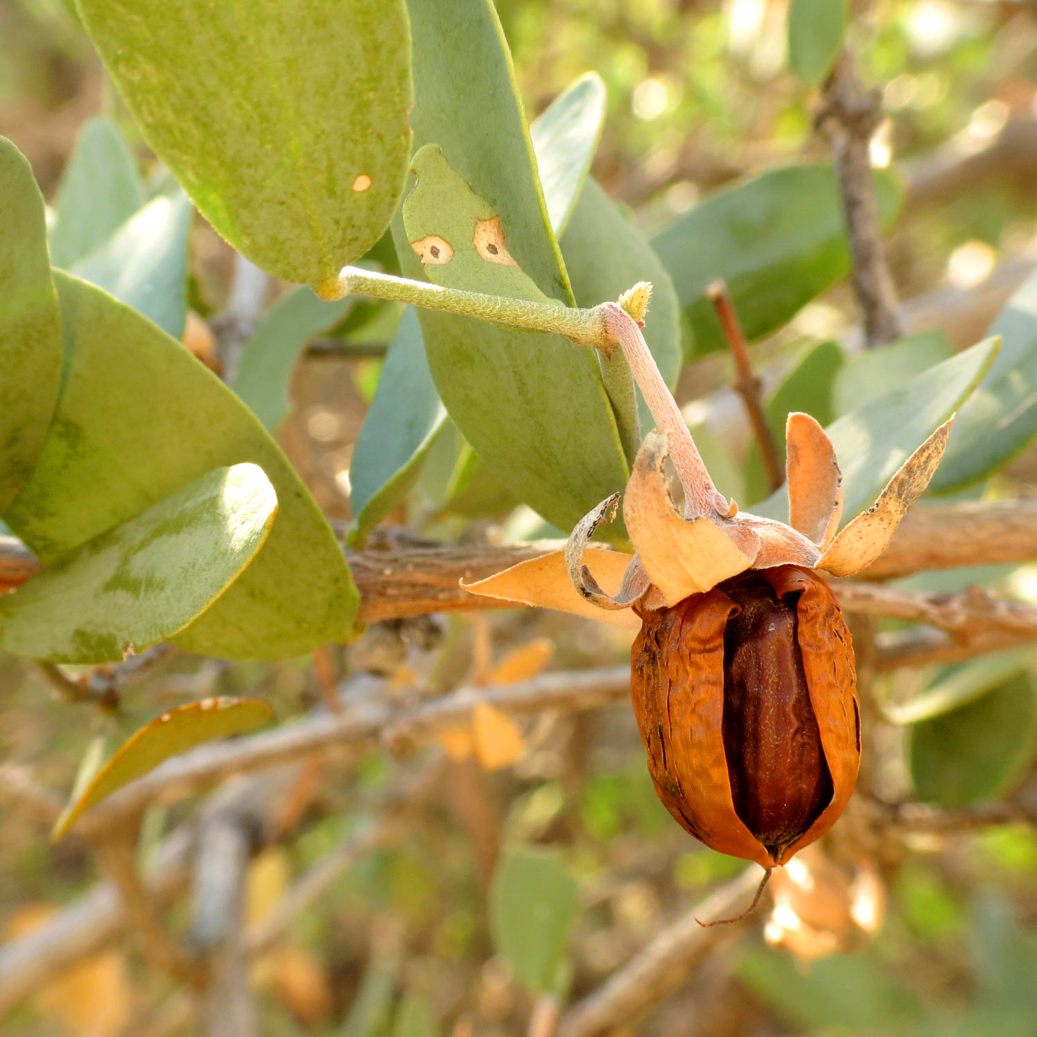 Researchers Sequence Genome of Jojoba Plant