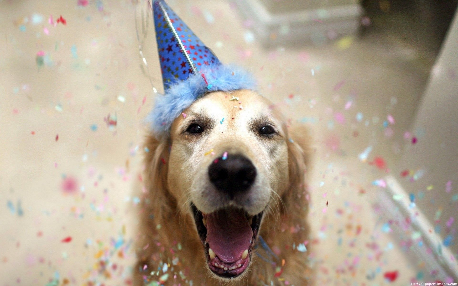 Happy Birthday Animal Dog Funny Image. Animal humor dog, Happy birthday animals, Dog friends