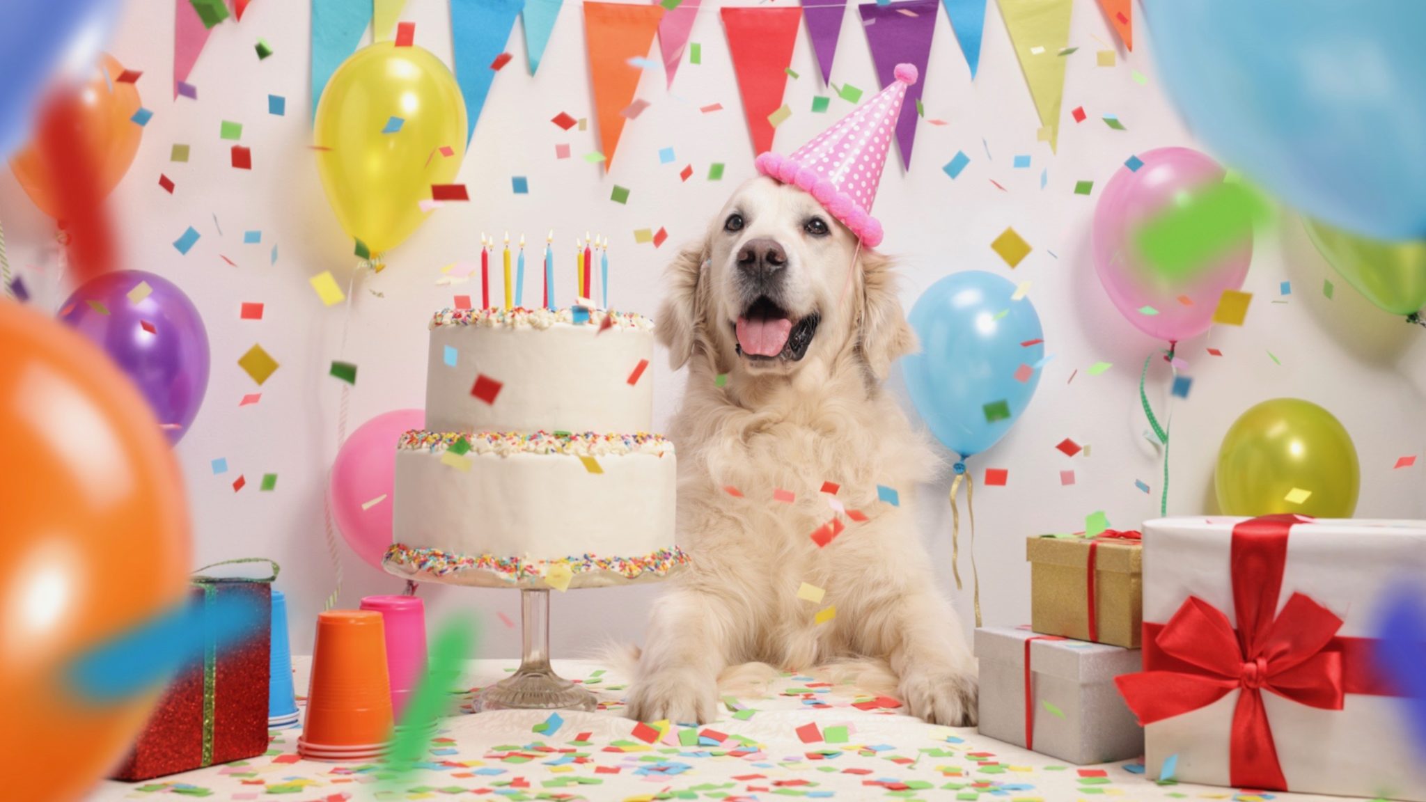 A Gift Guide for Your Dog's Birthday
