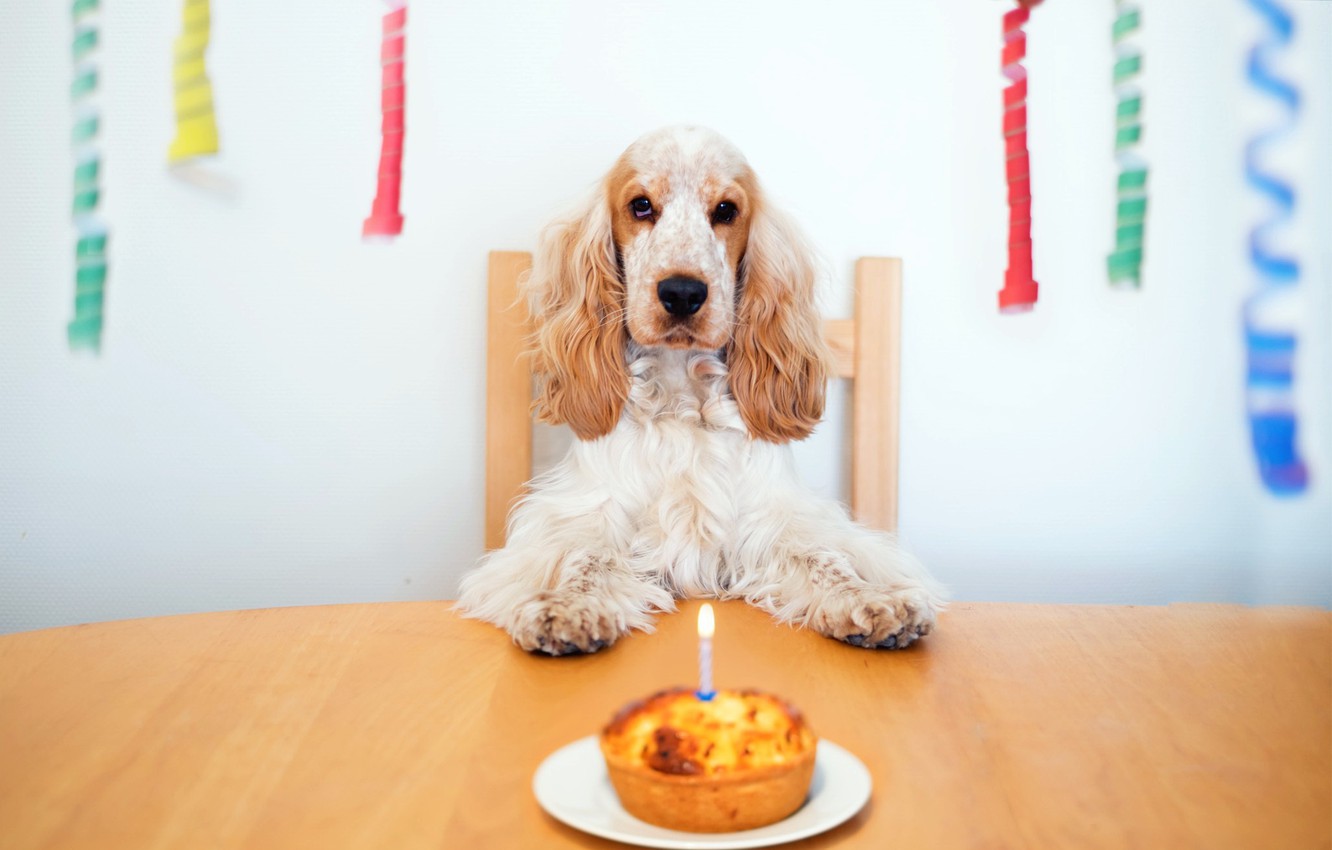 Wallpaper house, dog, Happy Birthday image for desktop, section собаки