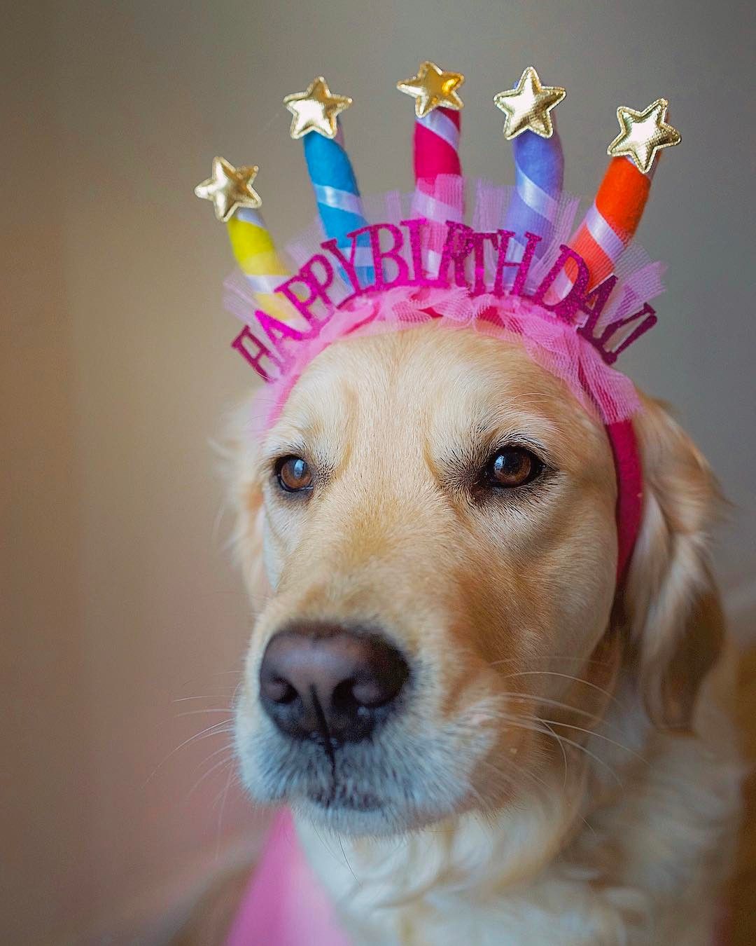 Maui ❤. Funny happy birthday wishes, Dog birthday picture, Happy birthday wishes cards