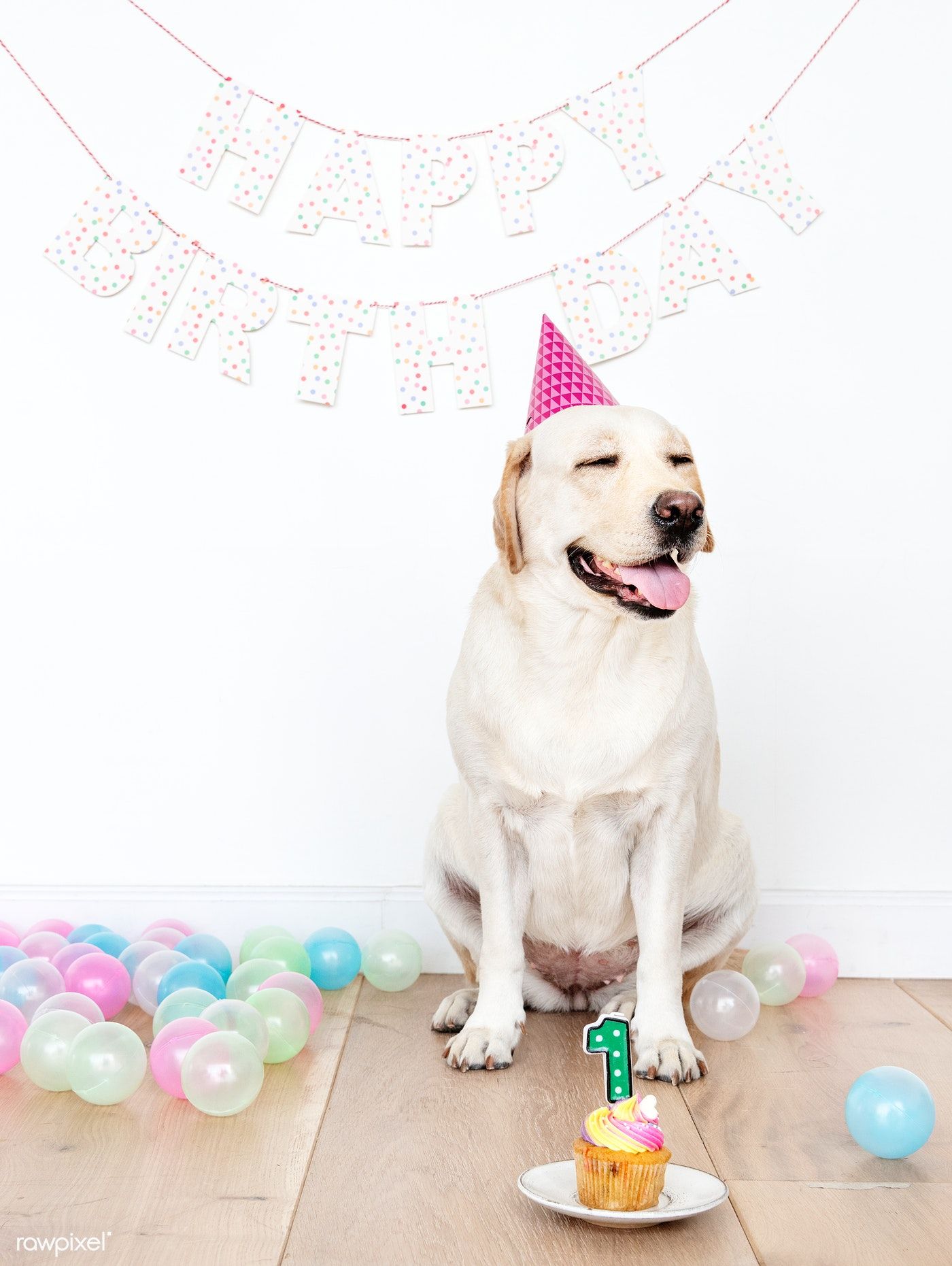 Cute Labrador Retriever celebrating its first birthday. free image by rawpixel.com / Jira. Dog birthday picture, Dog first birthday, Labrador retriever