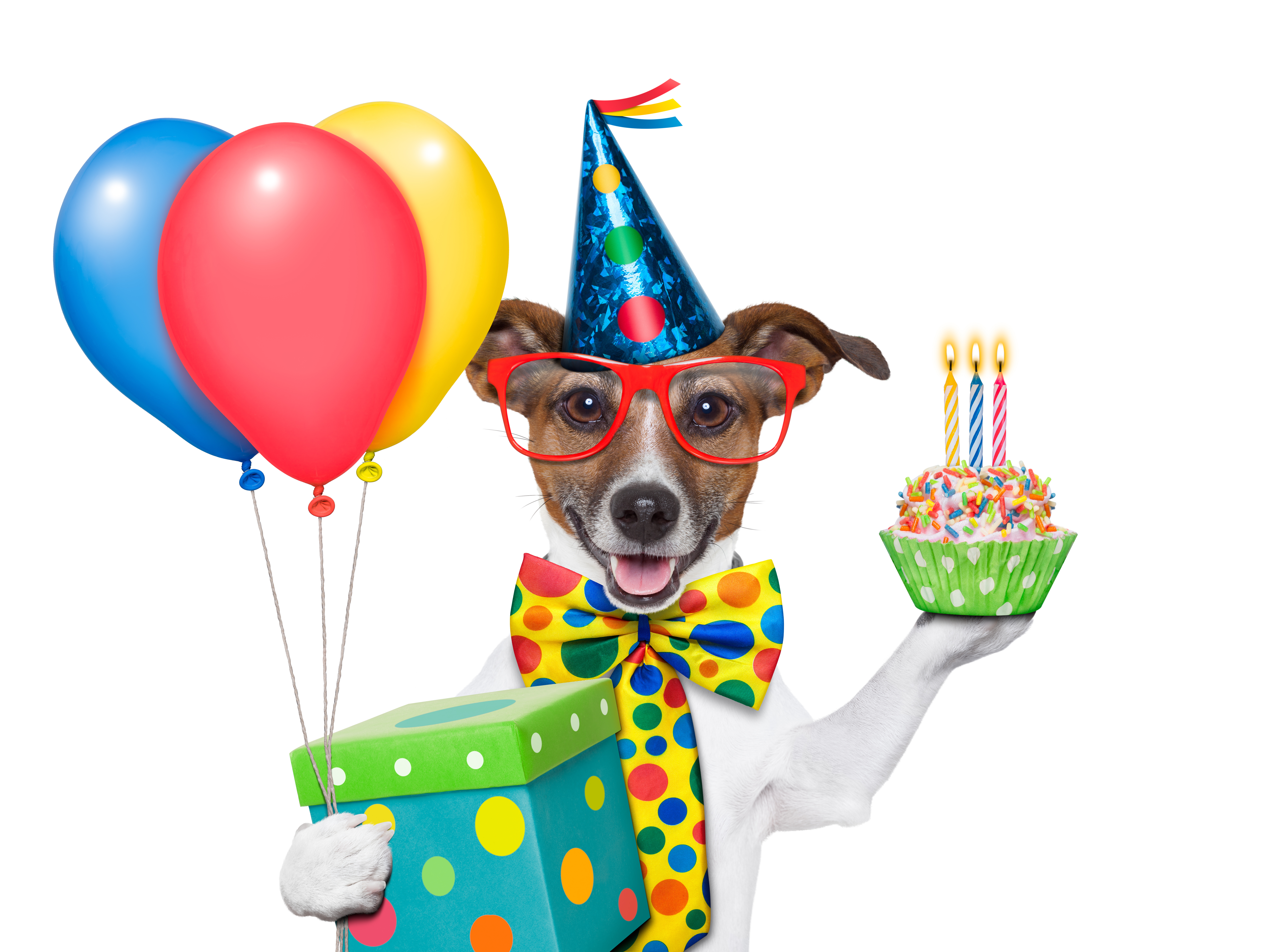 Dog's Birthday, Present and Balloons # 8395x6296. All For Desktop