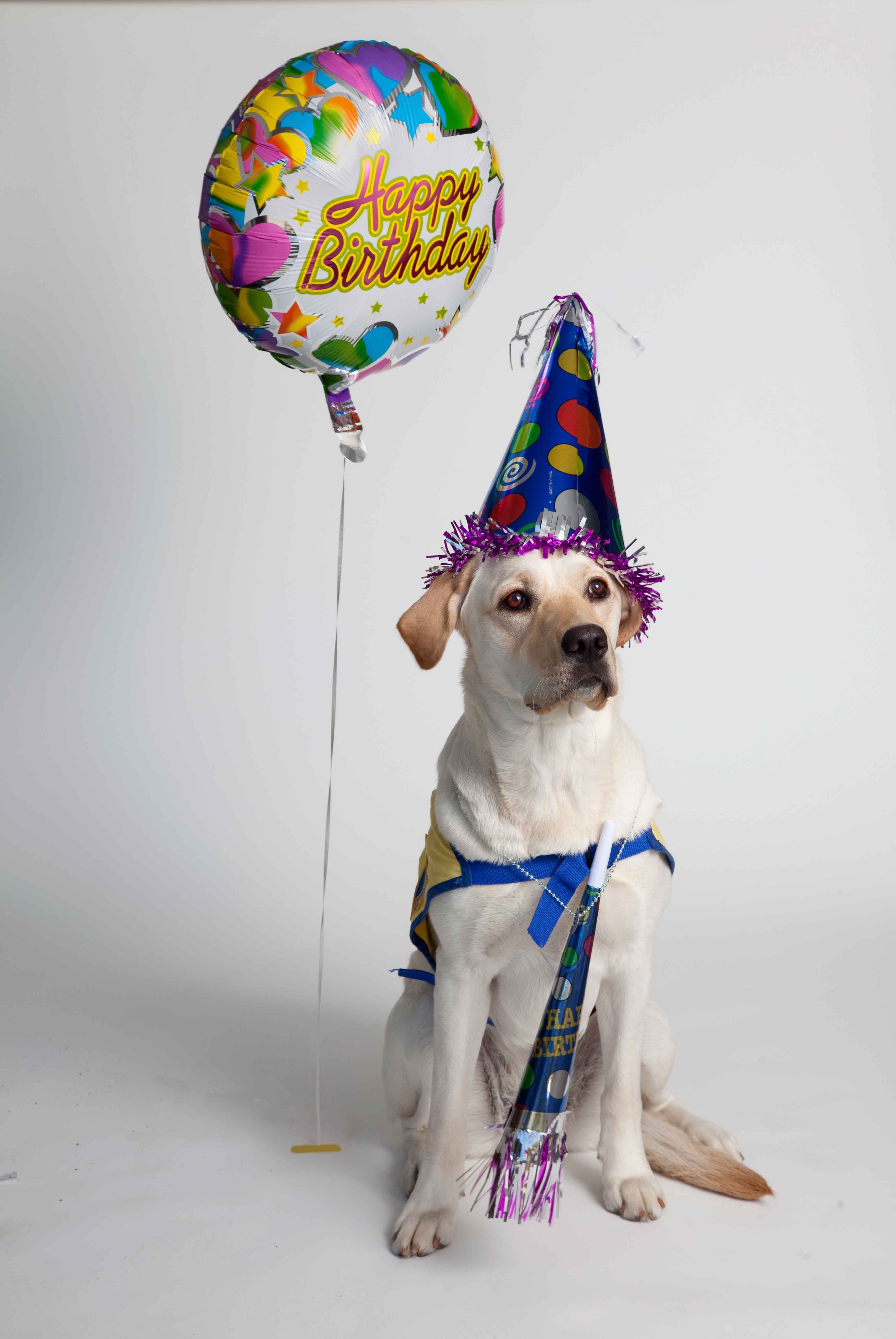 Birthday Dog Wallpapers - Wallpaper Cave