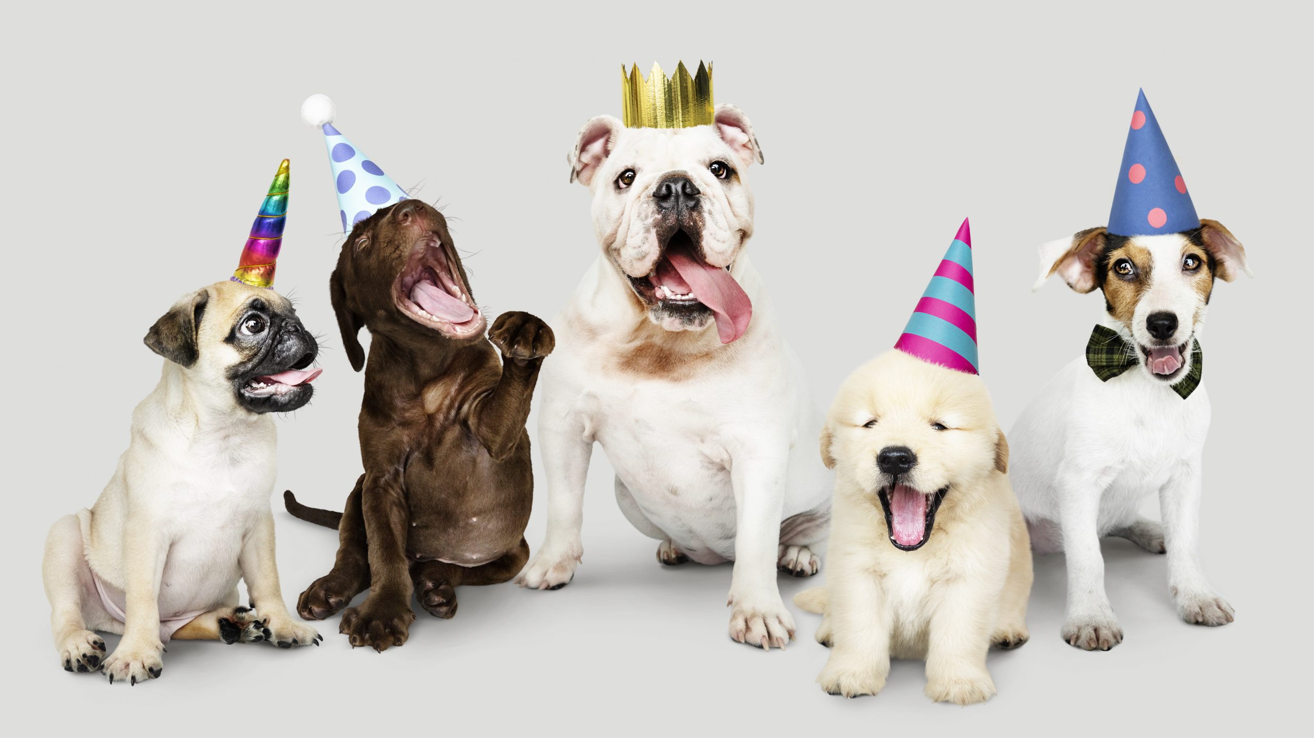 Join Us to Celebrate Your Rescue Dog's Birthday. Three Dog Bakery