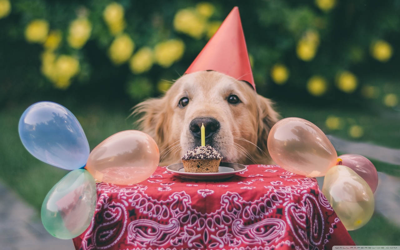 Cute Dog Birthday Ultra HD Desktop Background Wallpaper for 4K UHD TV, Widescreen & UltraWide Desktop & Laptop, Tablet