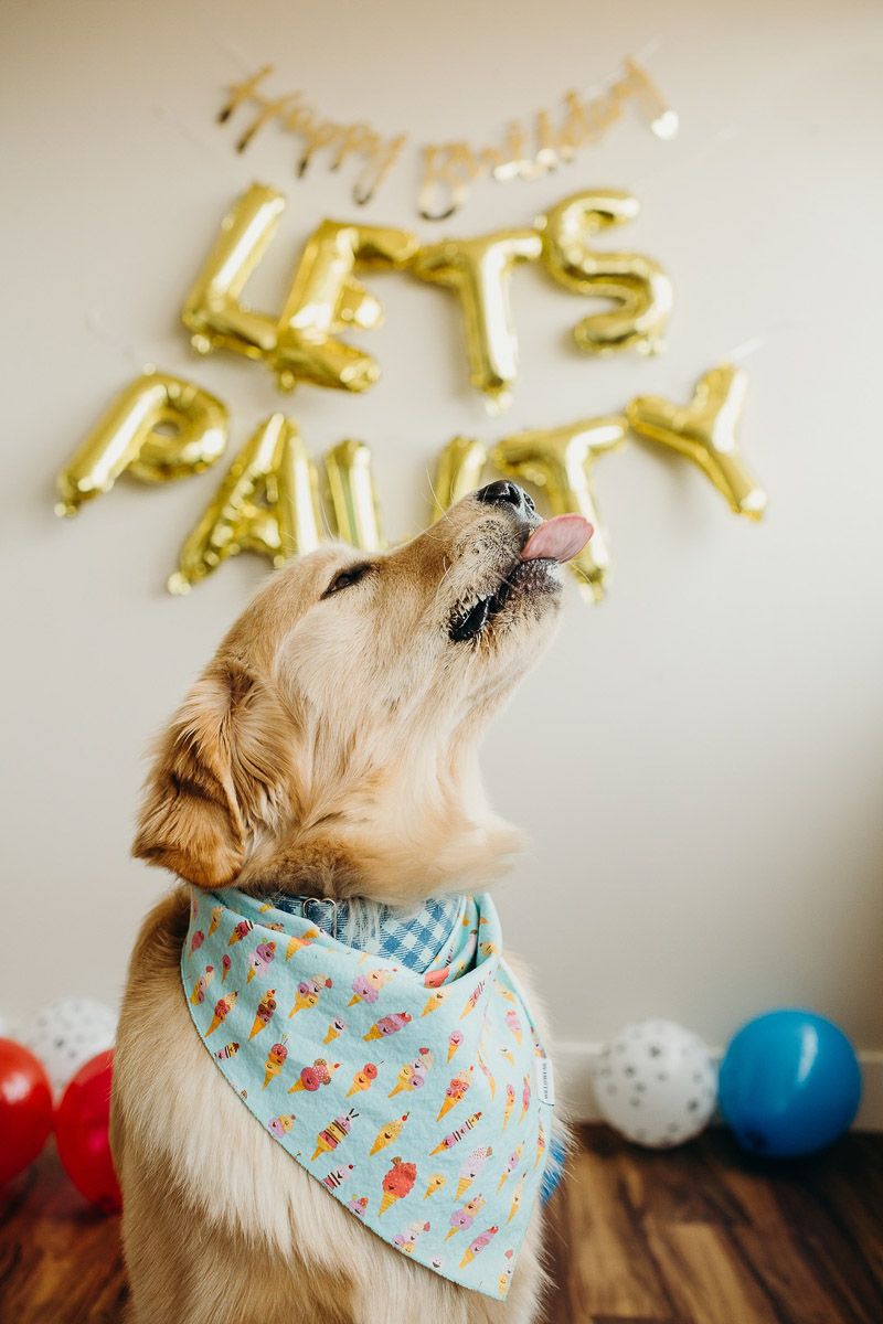 Dog Pawty: Eagle's First Cake Smash. Dog birthday picture, Dog first birthday, Dog birthday