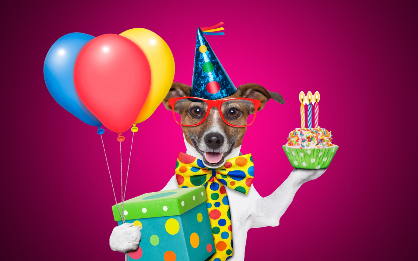 Birthday Dog Wallpapers Wallpaper Cave