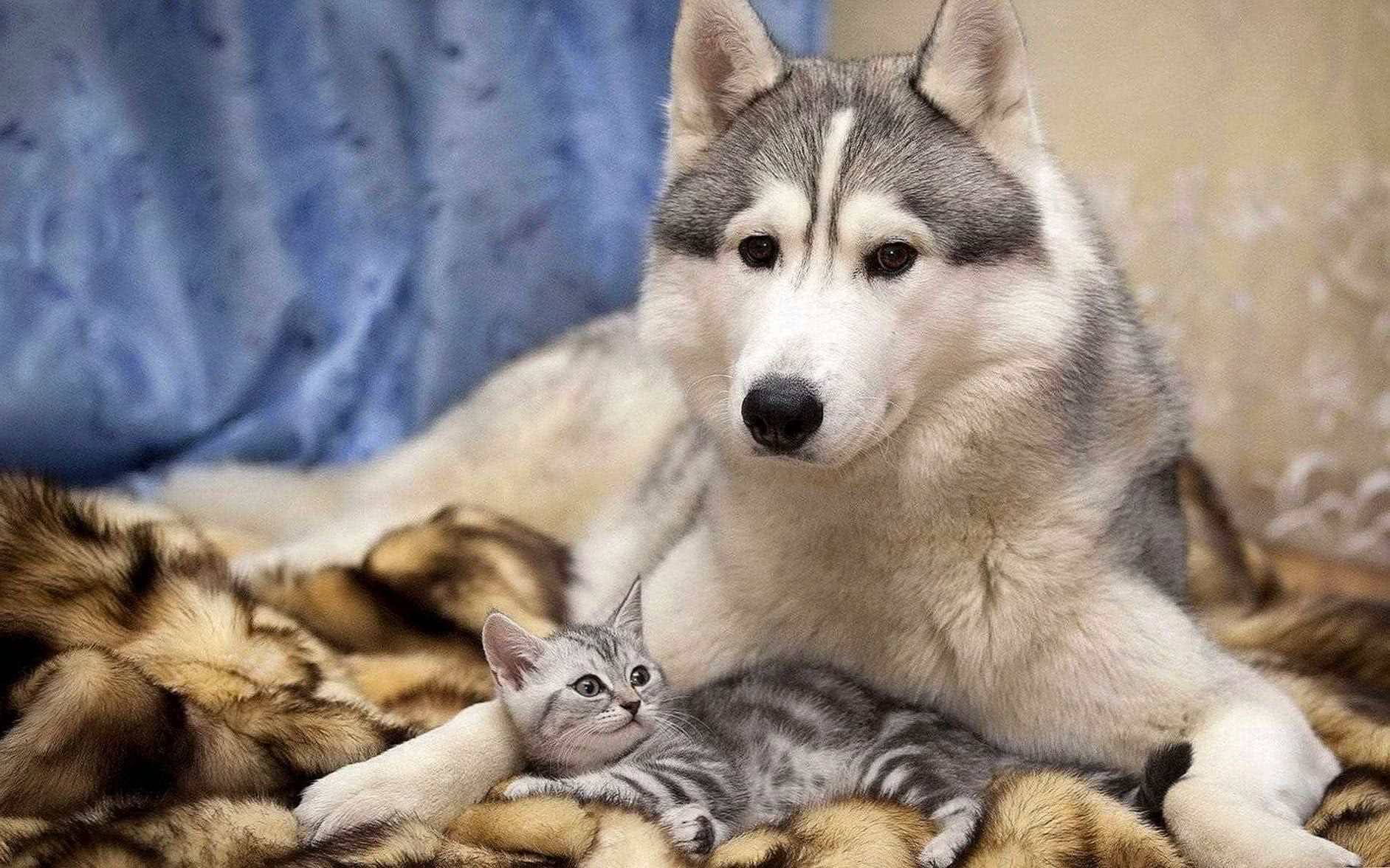 Wolf And Cat Wallpaper