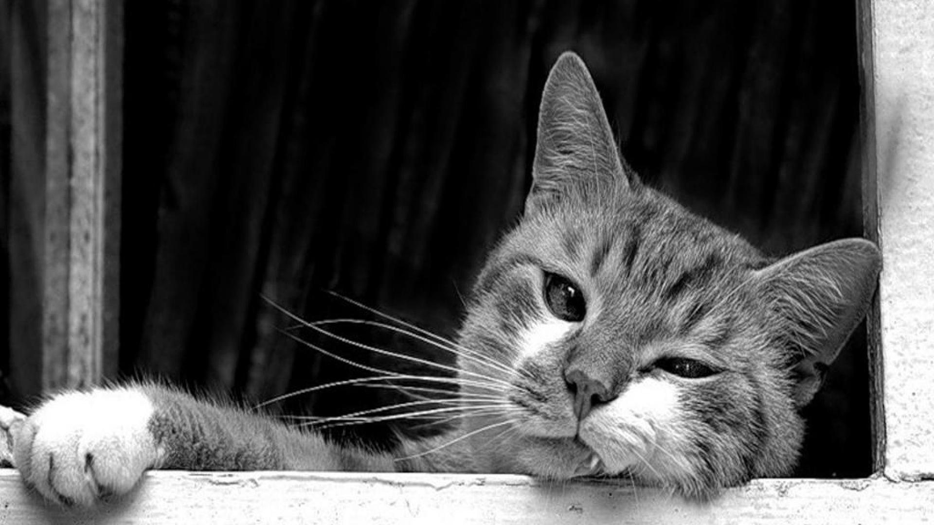 Black and White Cat Wallpaper Free Black and White Cat Background