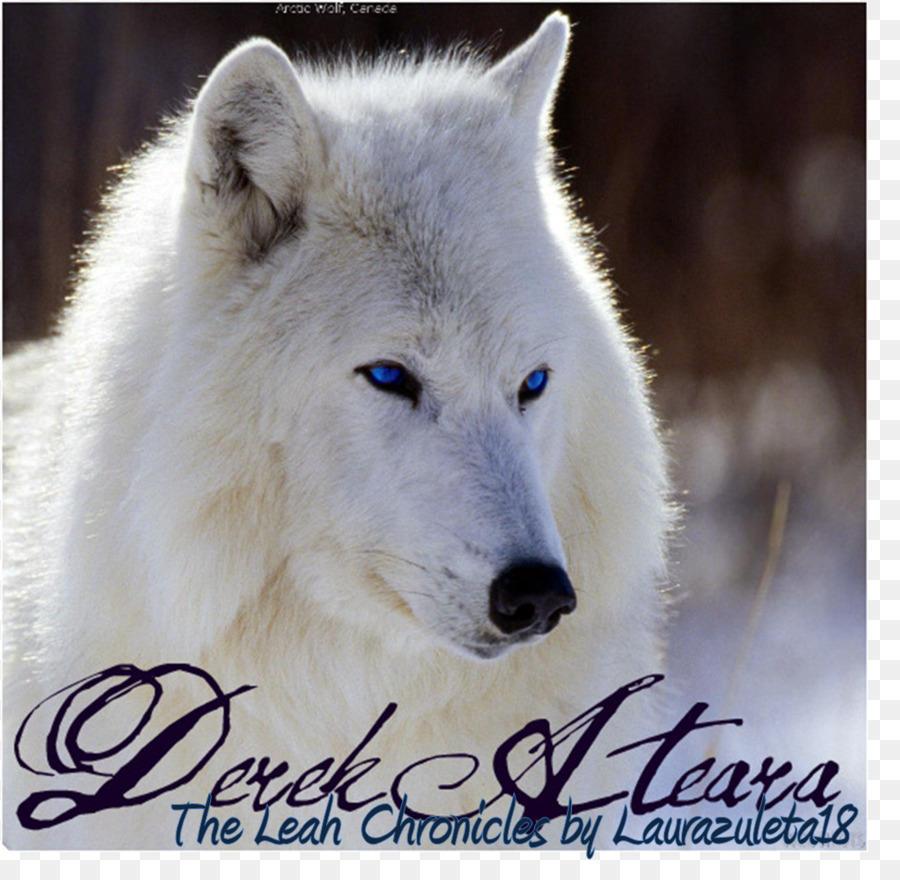 Dog Arctic Wolf Cat Animal Desktop Wallpaper iPhone Wallpaper Wolf Wallpaper & Background Download