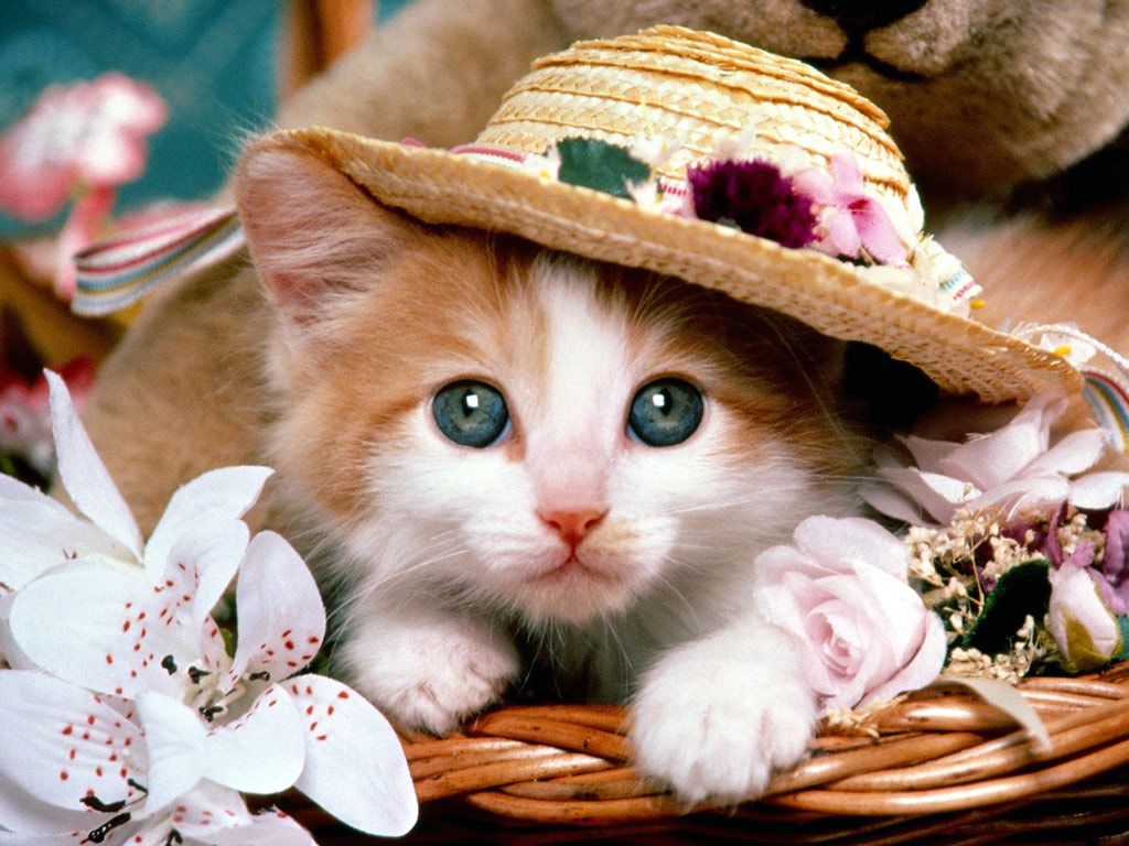This kitten is meant for flowers. Funny cat wallpaper, Cute cat wallpaper, Kittens cutest