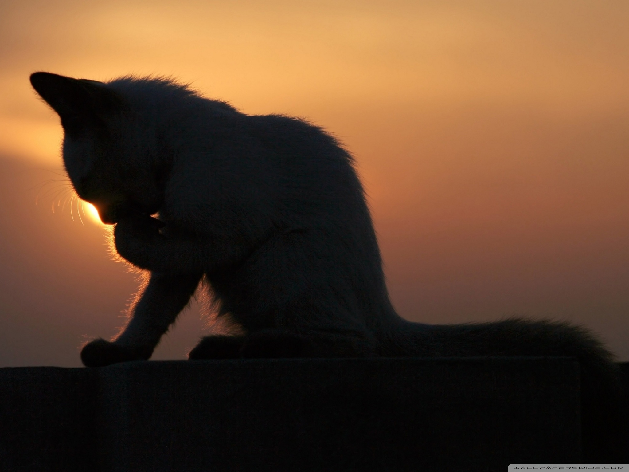 Cat In The Sunset Ultra HD Desktop Background Wallpaper for 4K UHD TV, Tablet