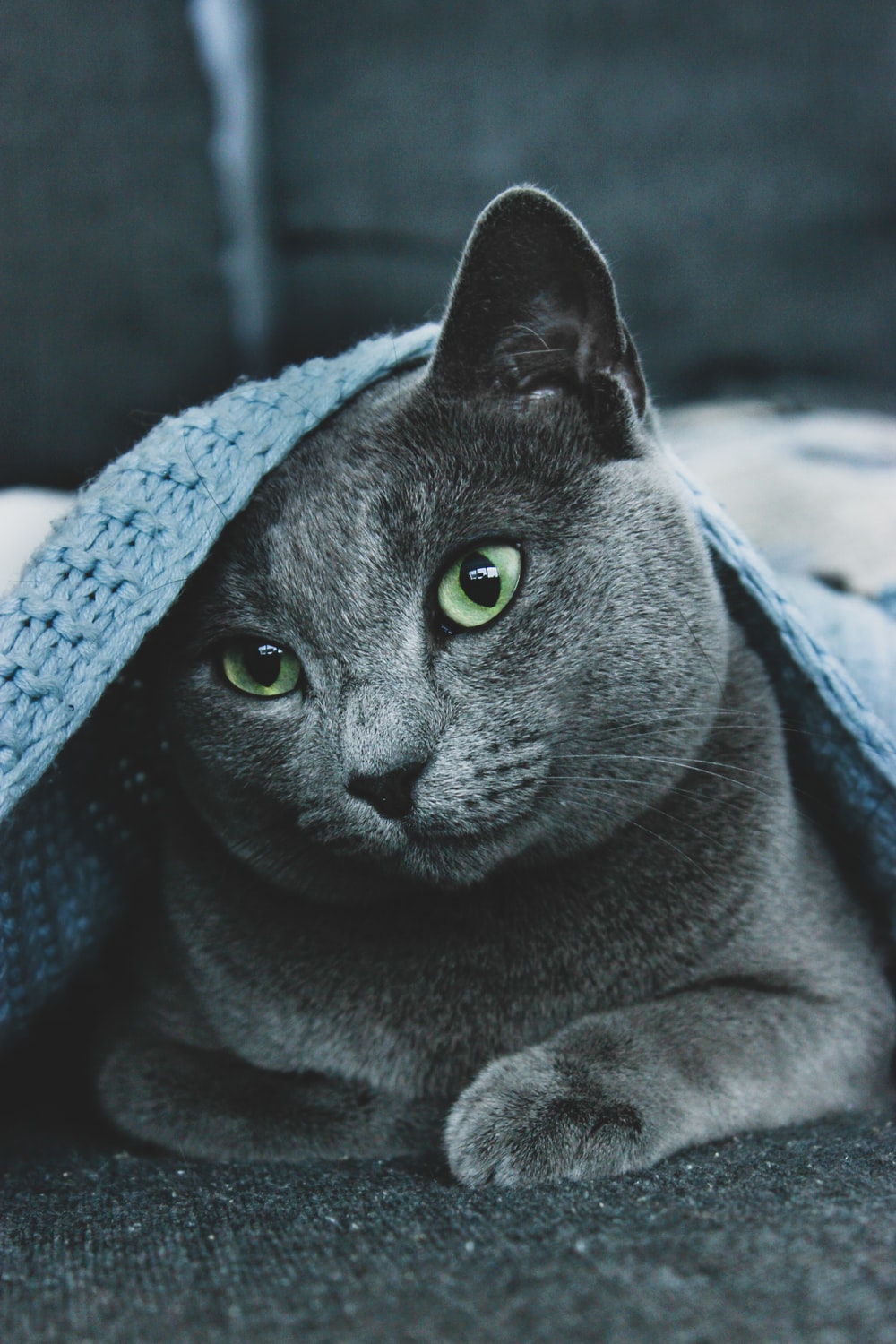 russian blue cat wearing blue knit cap photo