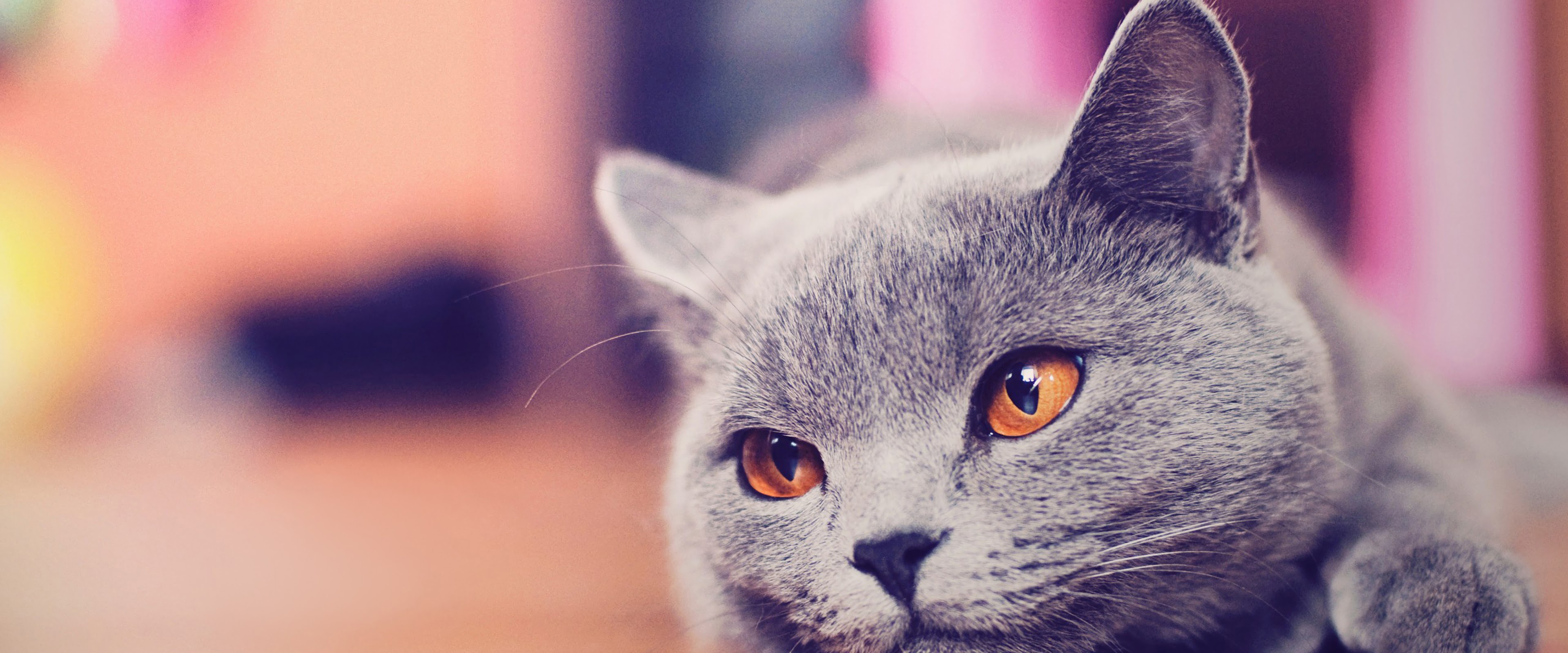 Russian Blue Cat 4K Wallpaper